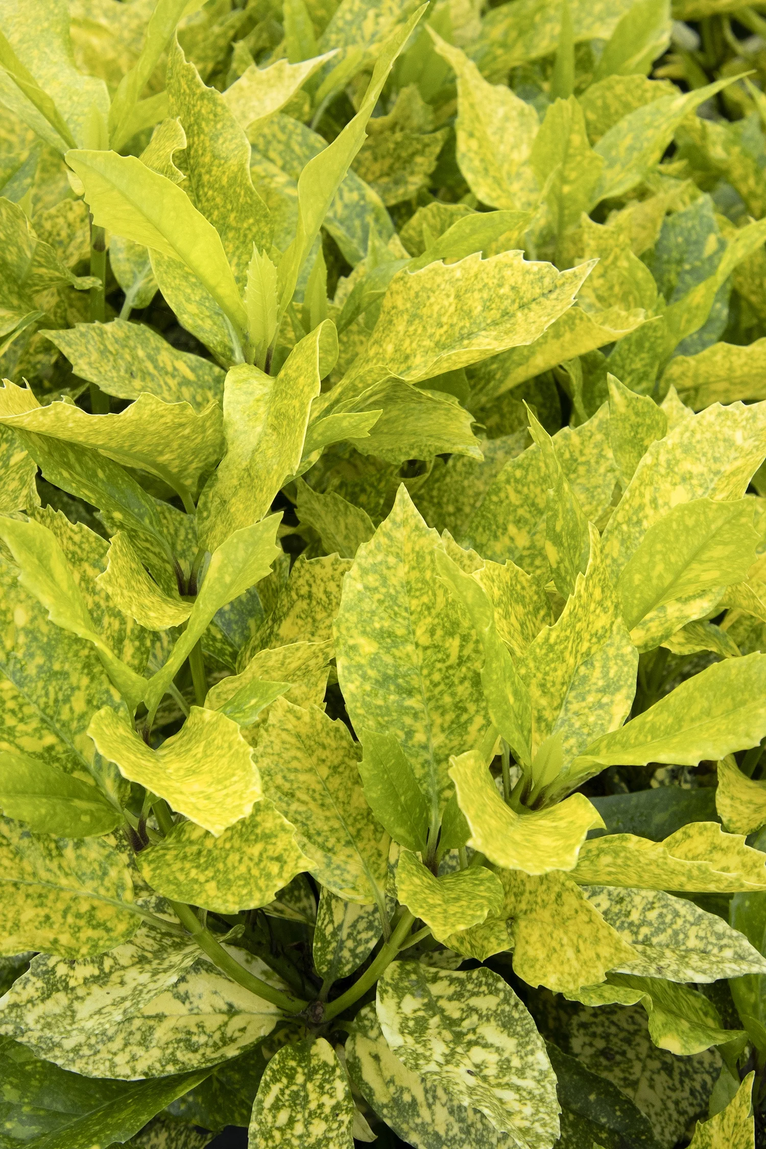 Monrovia; by Doreen Wynja