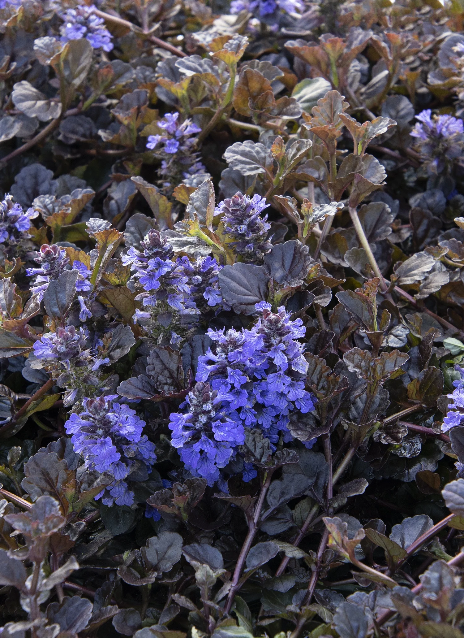 Monrovia; by Doreen Wynja