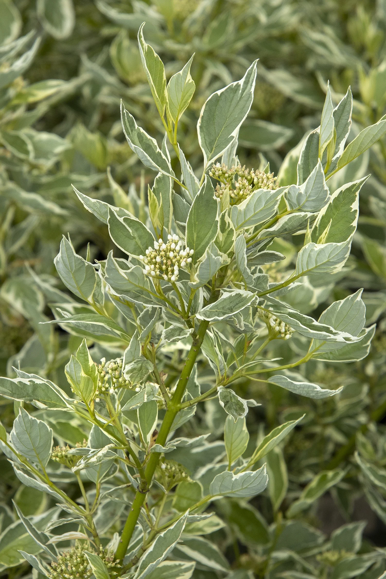 Monrovia; by Doreen Wynja