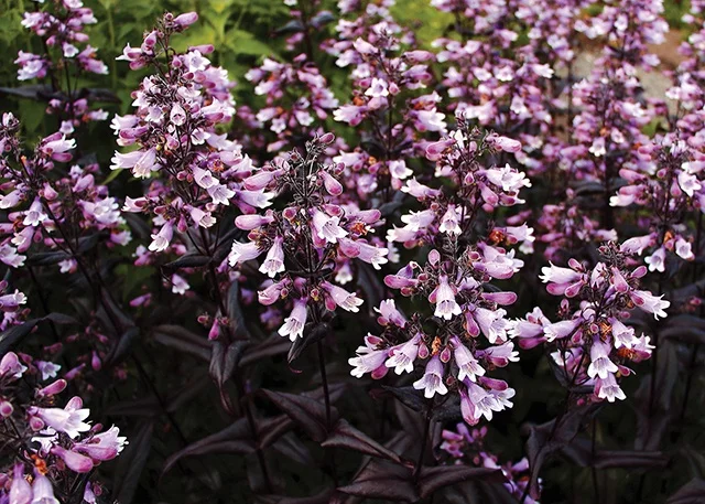 Terra Nova Nurseries