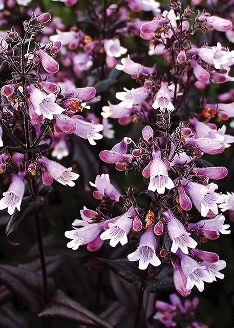 Terra Nova Nurseries