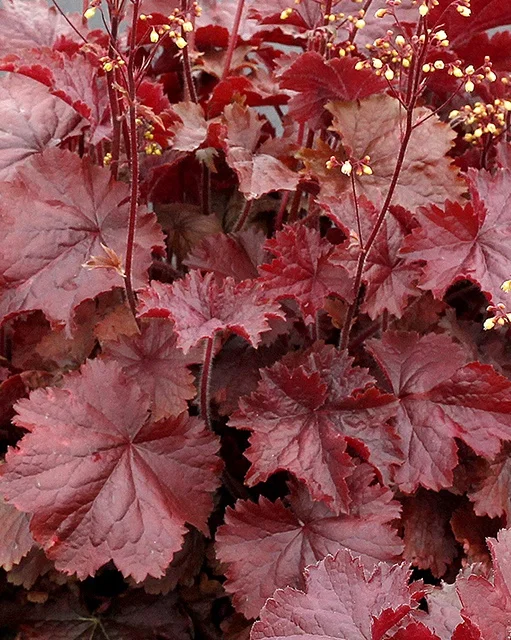 Terra Nova Nurseries