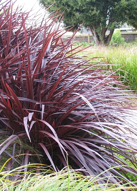 Anthony Tesselaar International