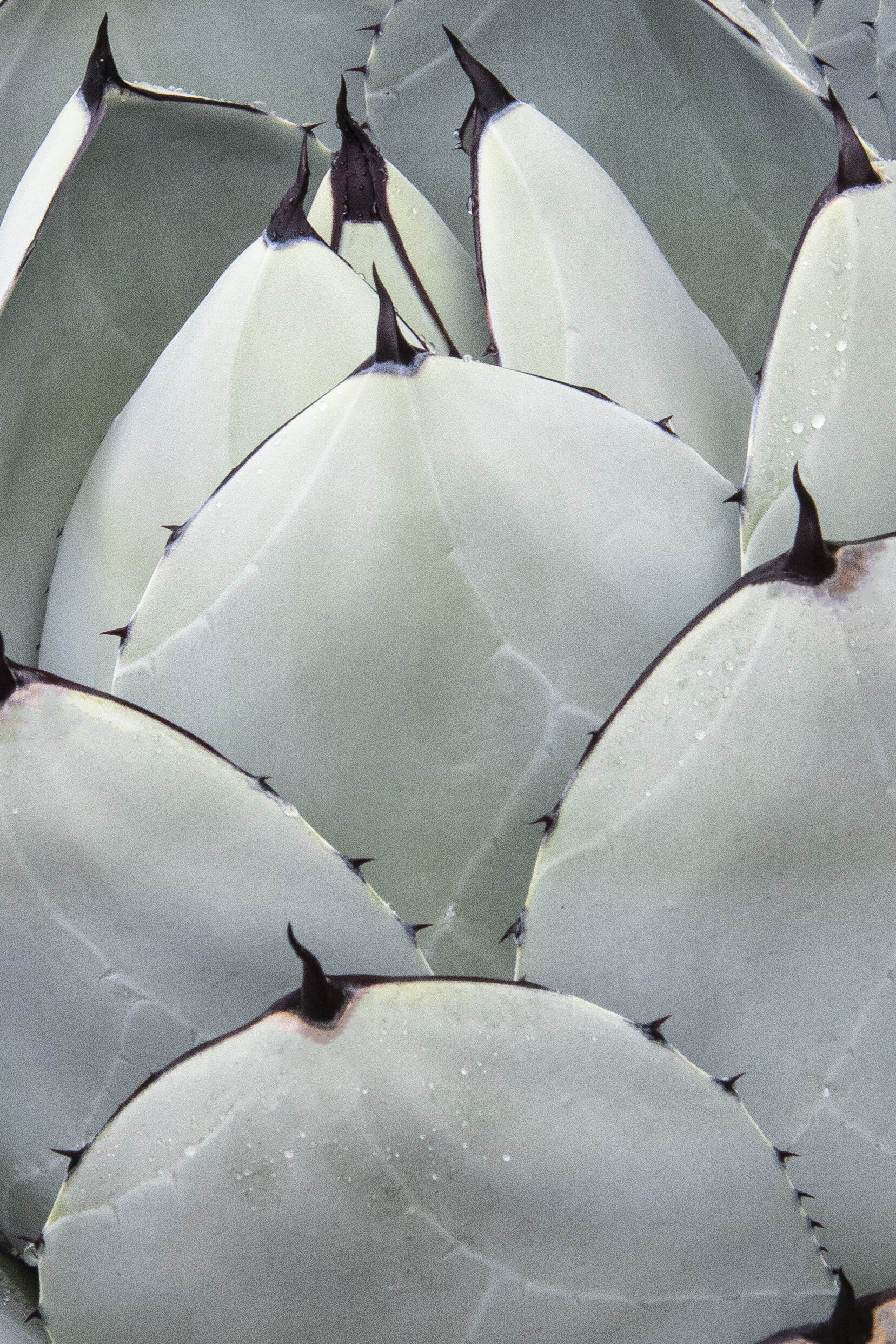 Artichoke Agave, Agave parryi var. truncata, Monrovia Plant