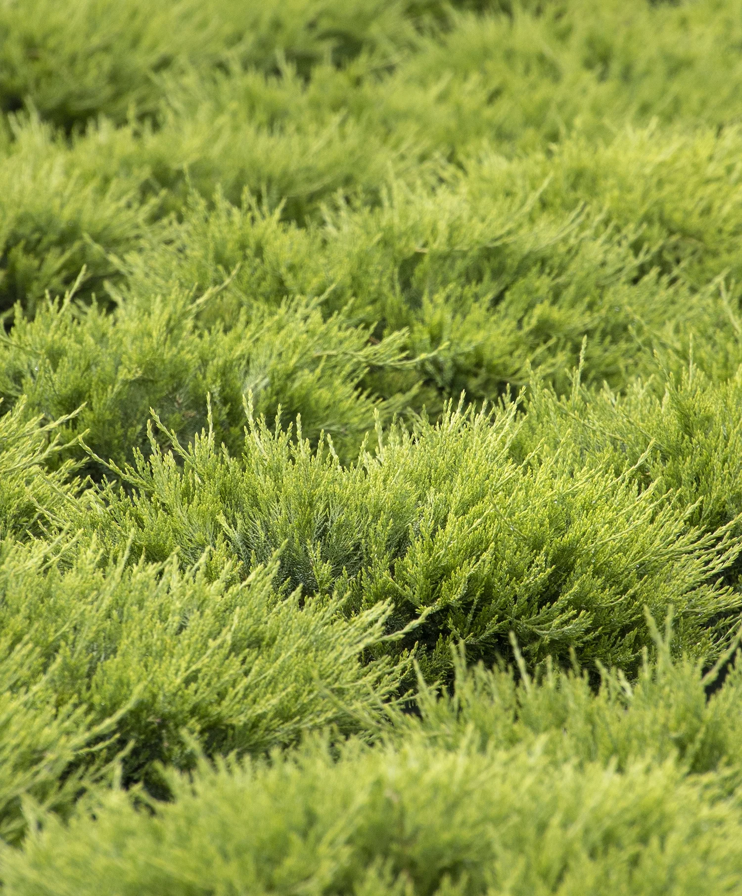 Monrovia; by Doreen Wynja