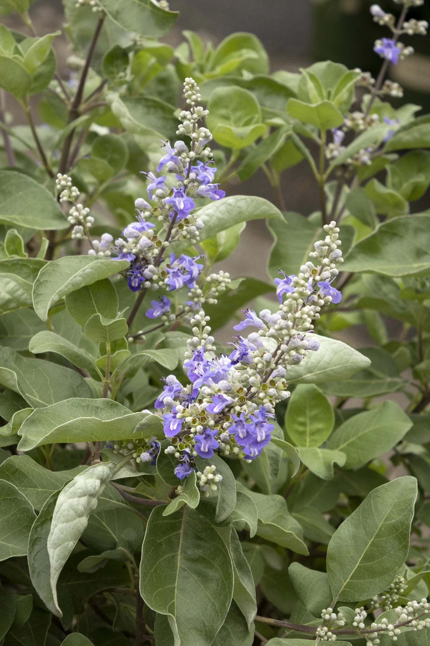 Monrovia; by Doreen Wynja