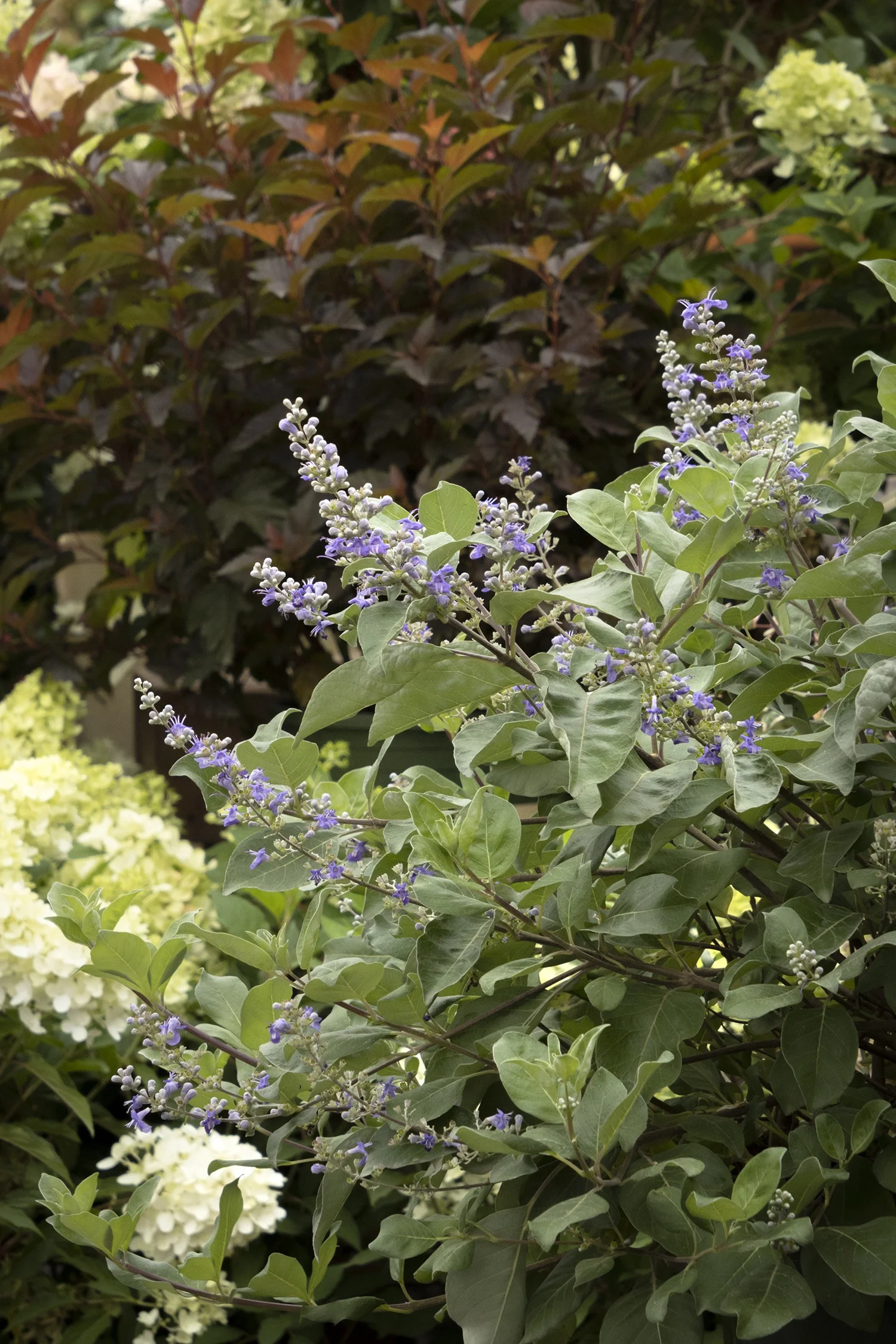 Monrovia; by Doreen Wynja