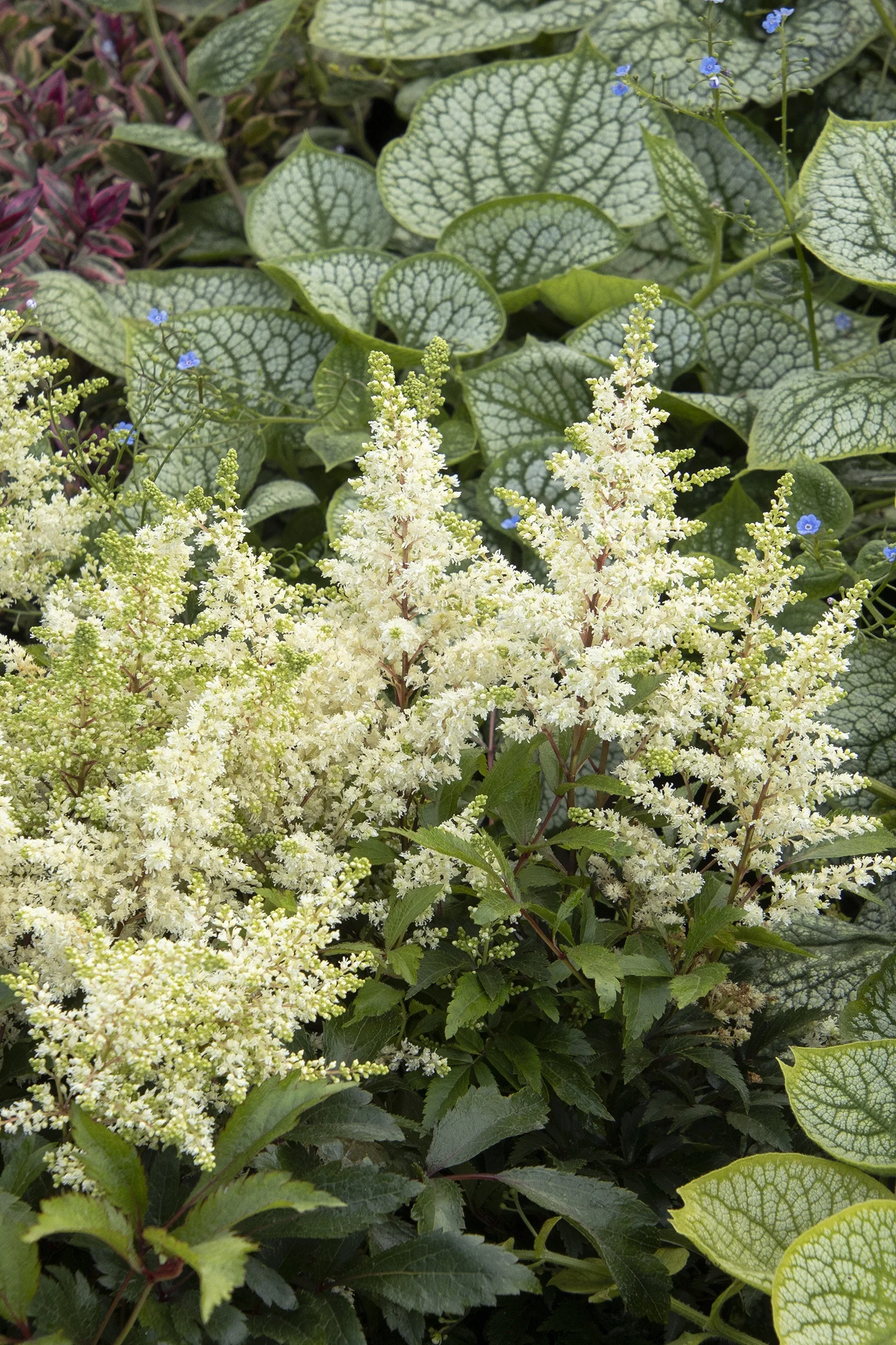 Monrovia; by Doreen Wynja