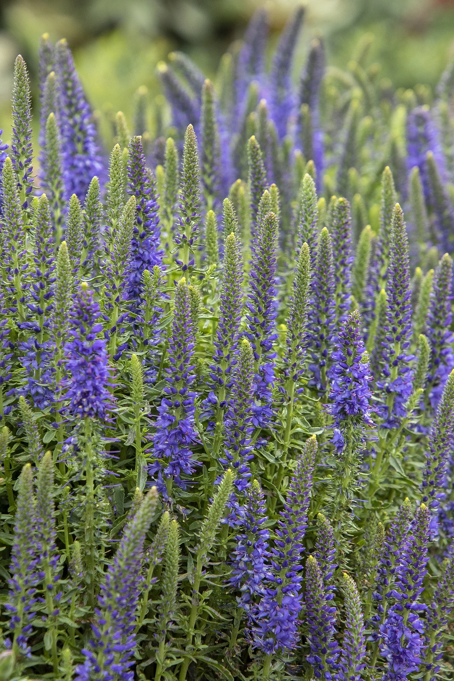 Monrovia; by Doreen Wynja