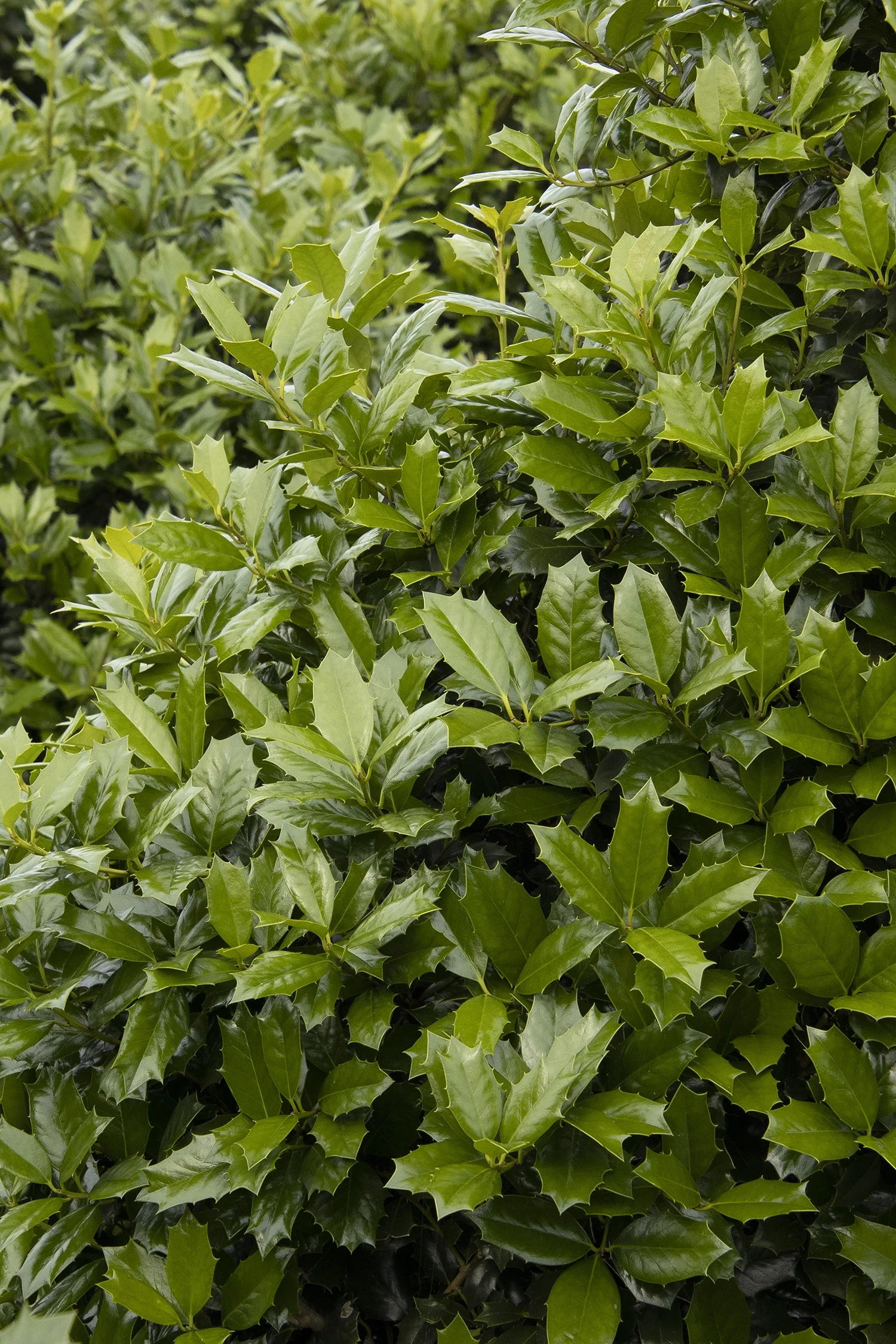 Monrovia; by Doreen Wynja