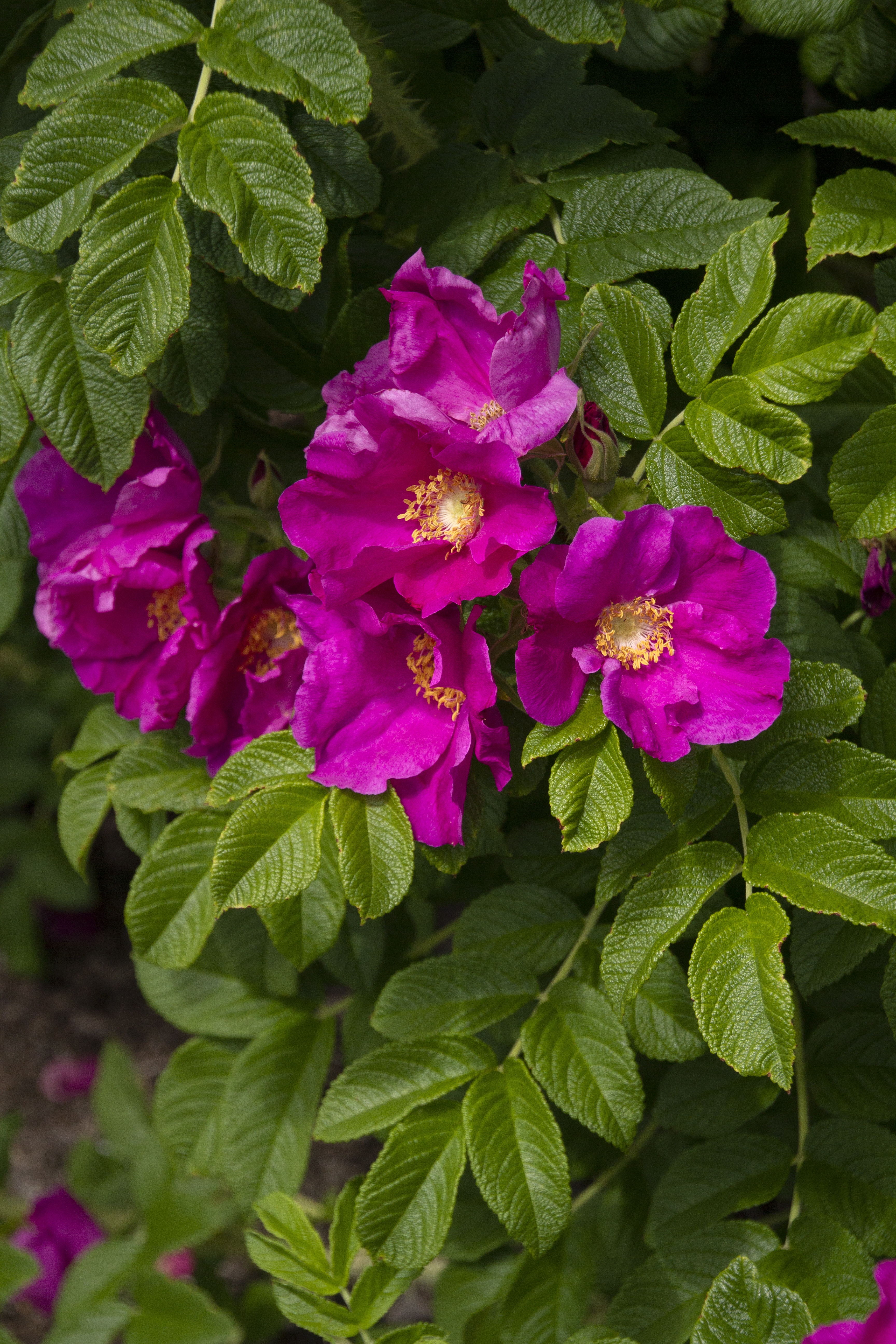 Pink Rugosa Rose, Rosa rugosa, Monrovia Plant