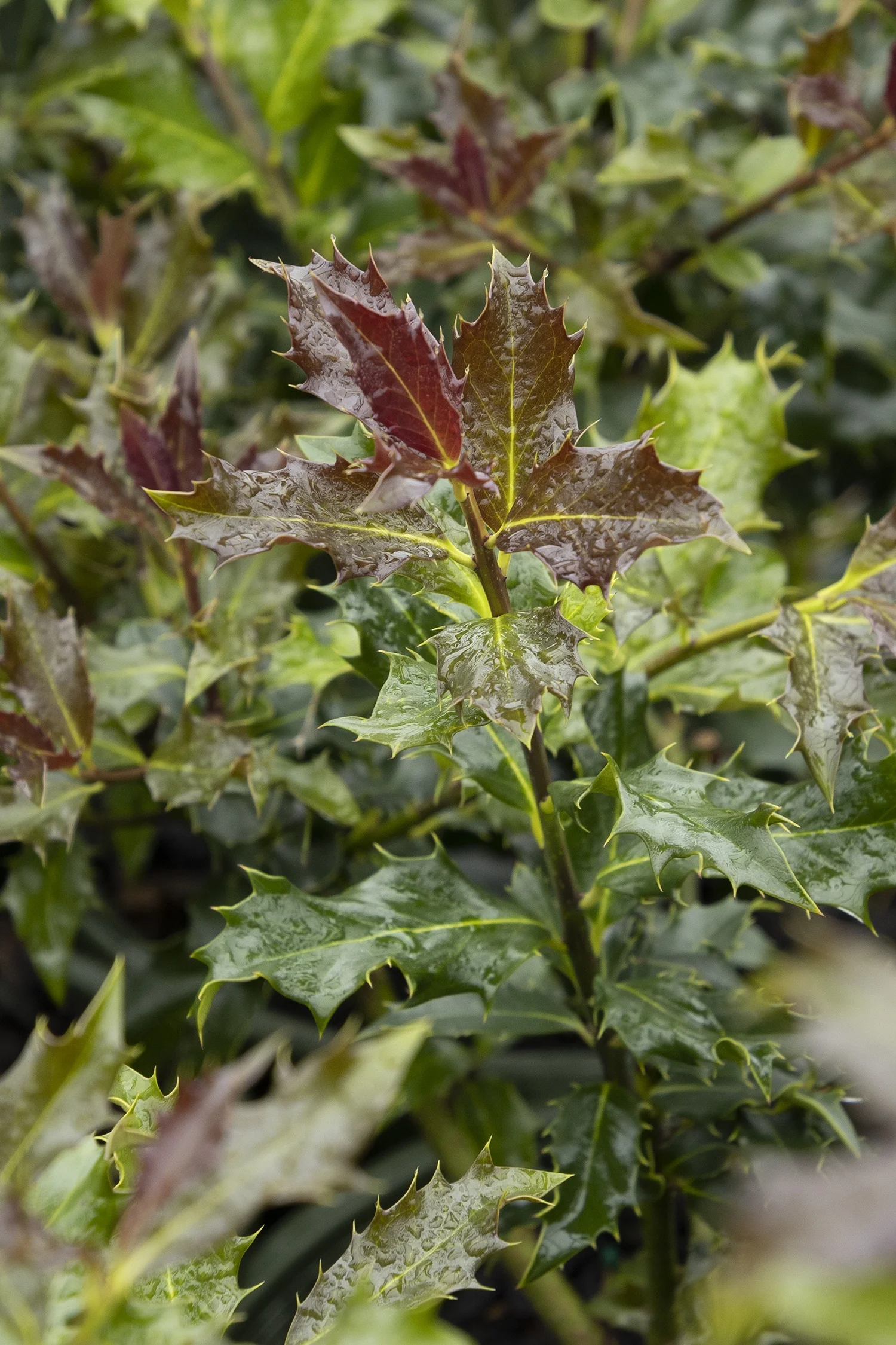 Monrovia; by Doreen Wynja