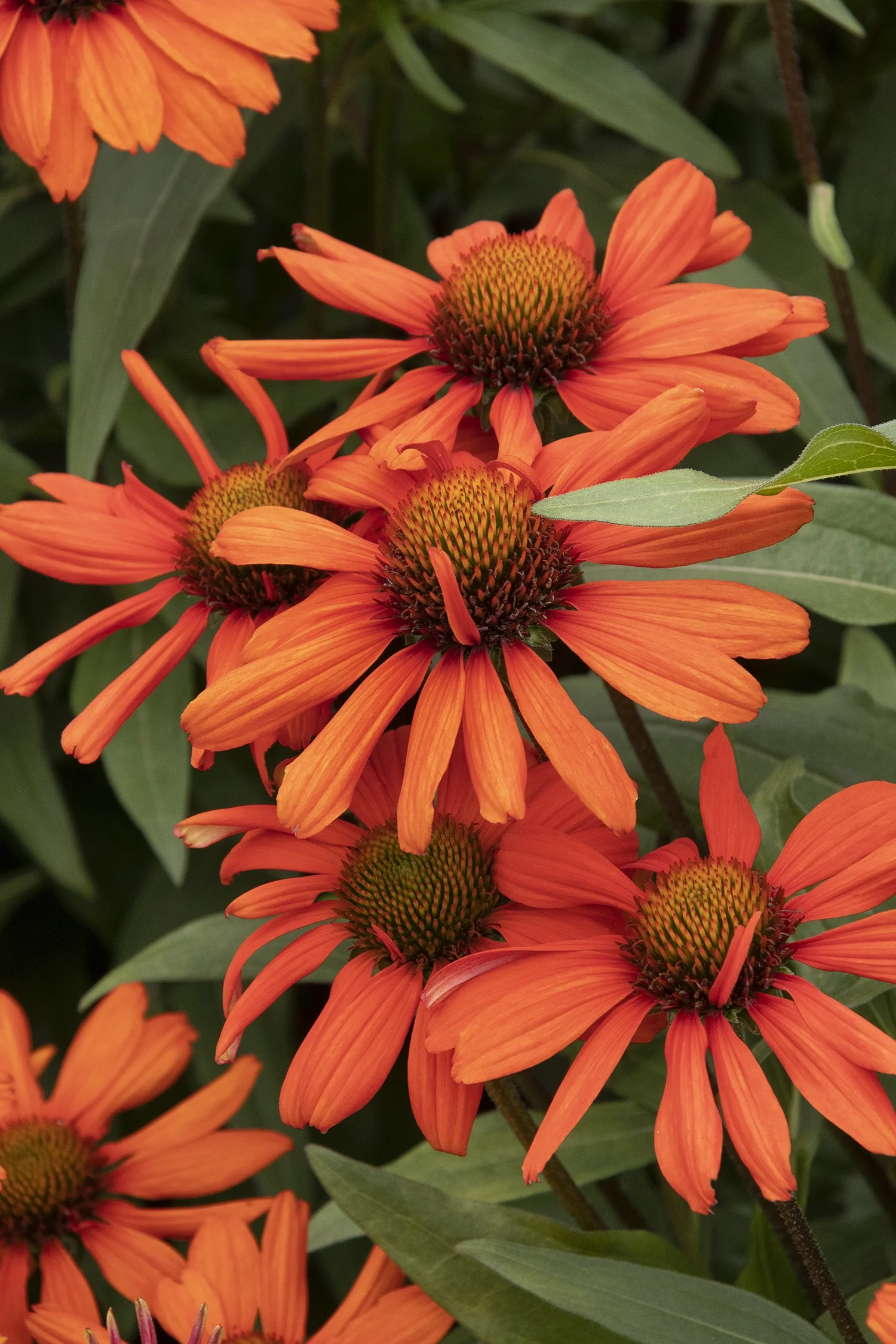 Kismet® Intense Orange Coneflower (Echinacea x 'TNECHKIO') displaying multiple blooms with bright orange-red petals radiating from deep burgundy cone centers, surrounded by green foliage, showing full flowering stage in garden display.