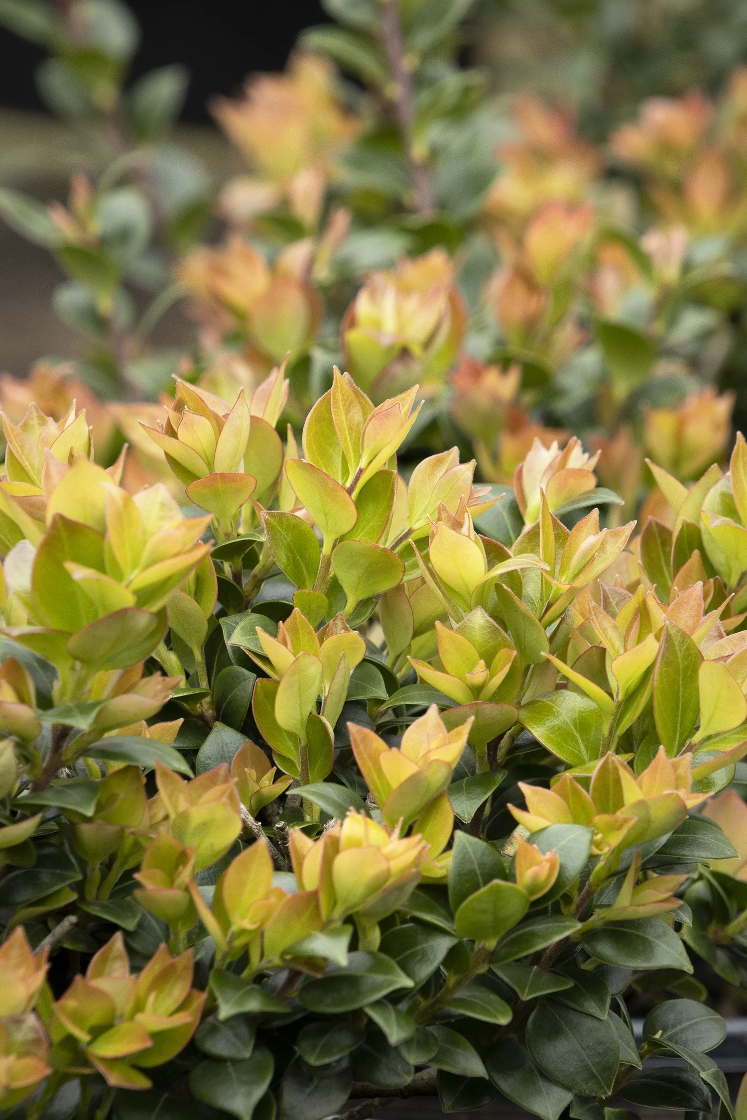 Monrovia; by Doreen Wynja