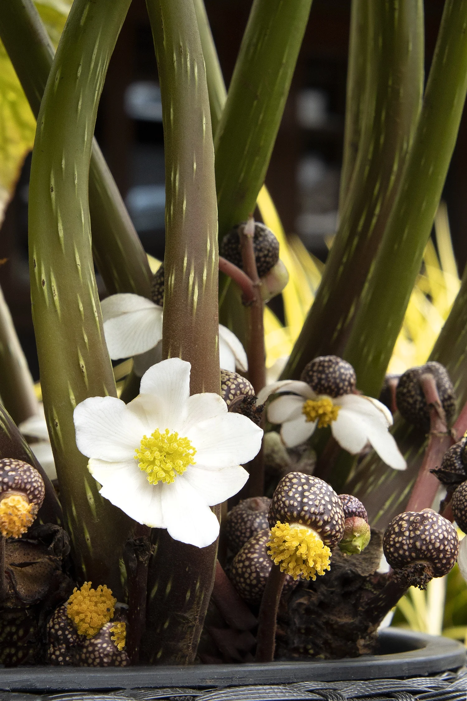 Monrovia; by Doreen Wynja