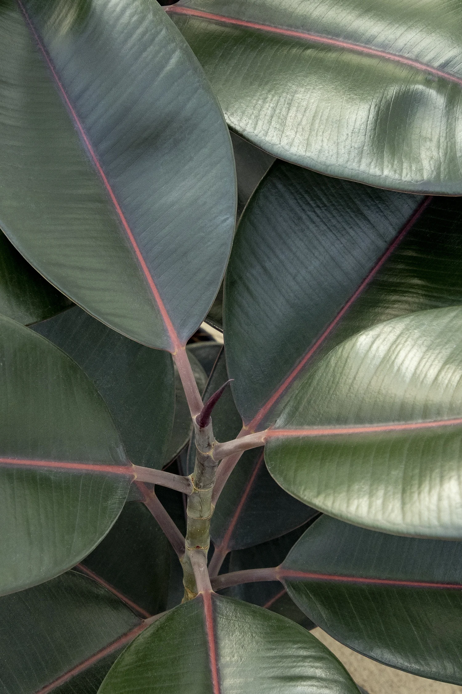 Monrovia; by Doreen Wynja