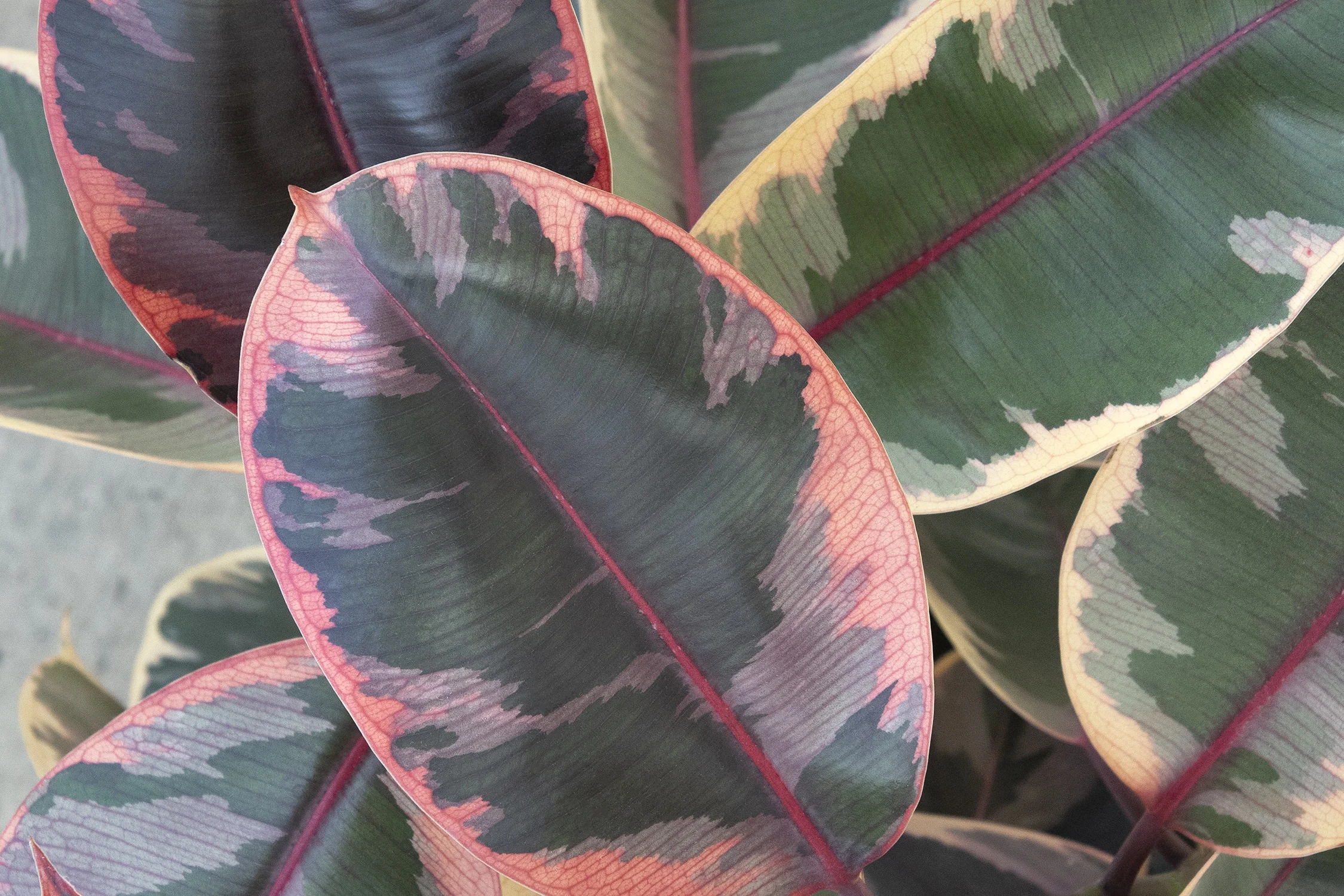 Monrovia by Doreen Wynja