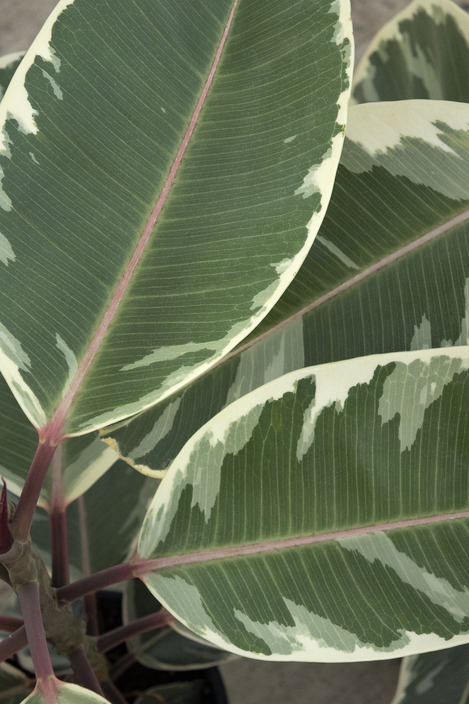 Tineke Rubber Plant, Ficus elastica 'Tineke', Monrovia Plant