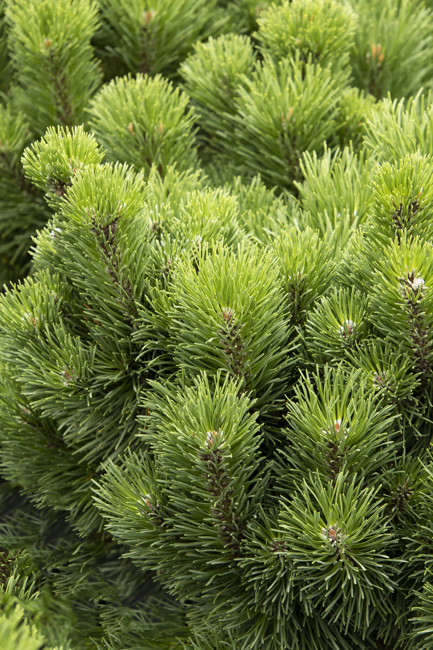 Monrovia; by Doreen Wynja