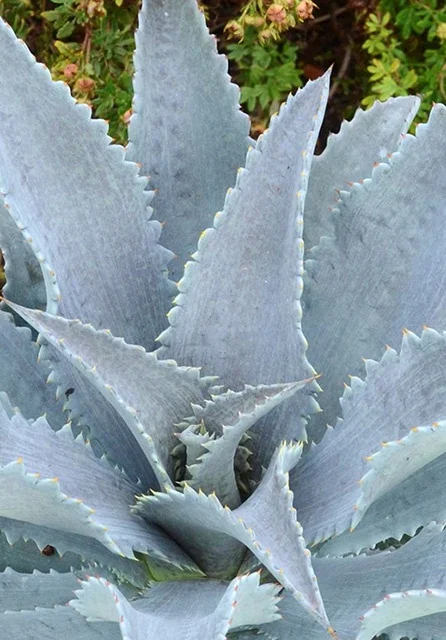 PlantTipp BV{{#174}}