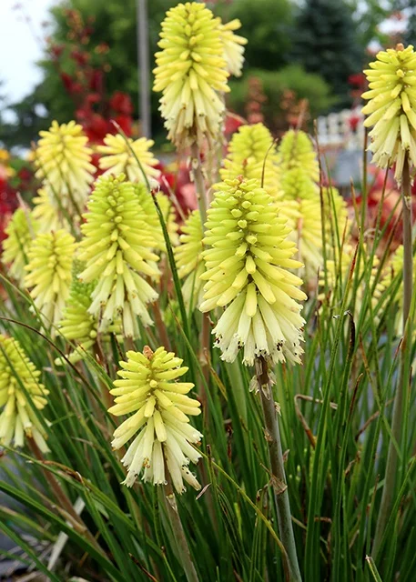 Terra Nova Nurseries