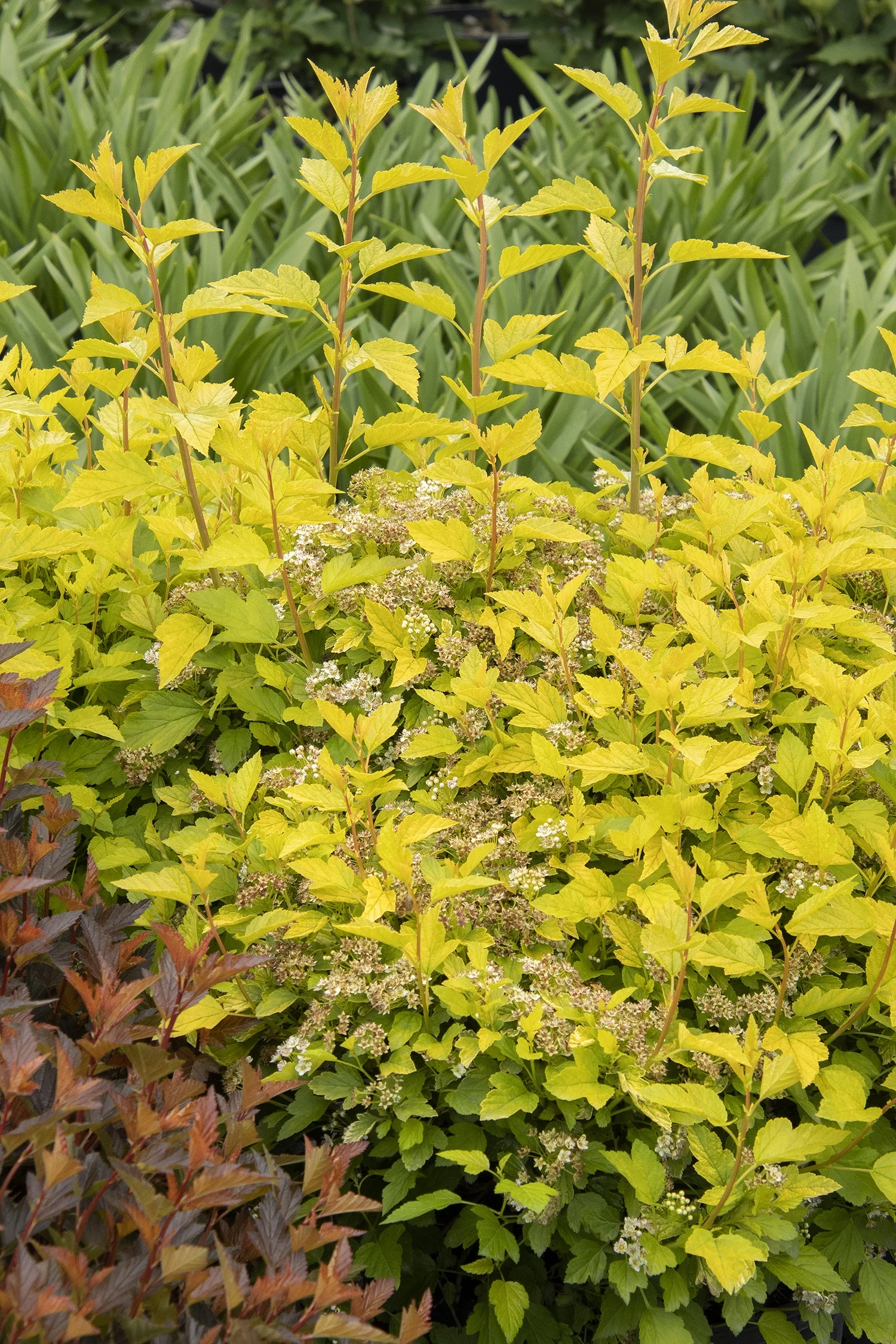 Monrovia; by Doreen Wynja