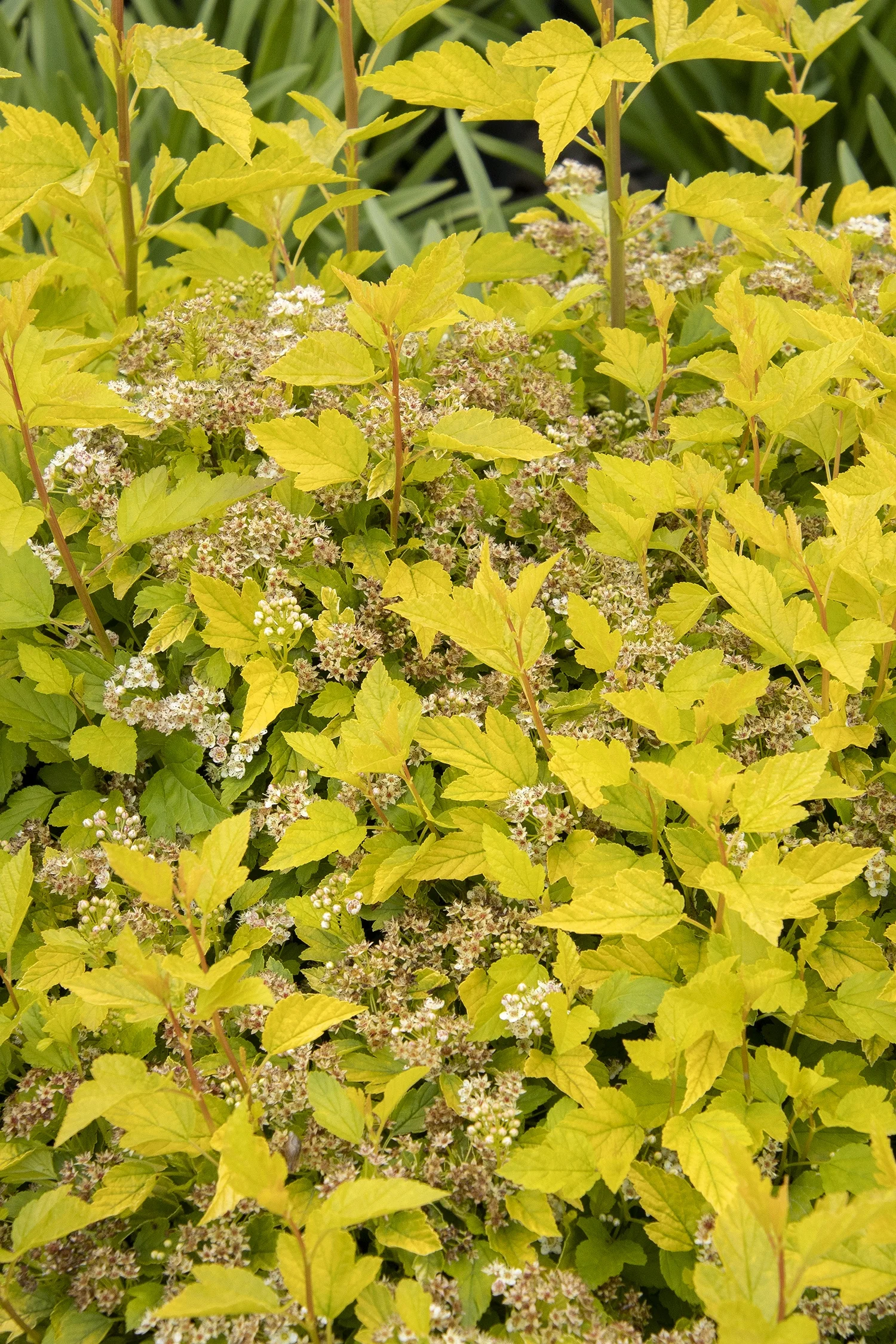 Monrovia; by Doreen Wynja