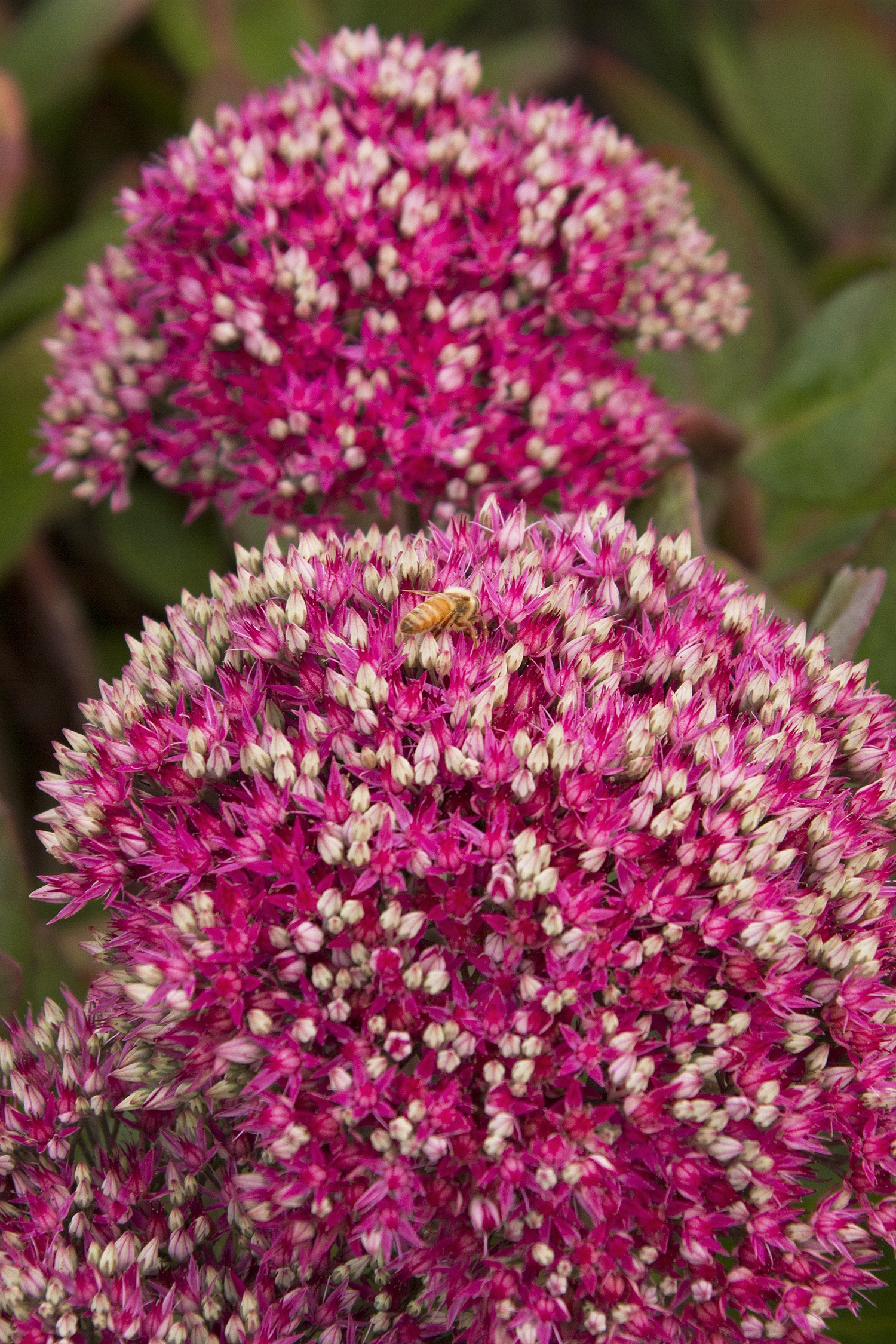 Monrovia Mr. Goodbud Sedum - Thumbnail 3