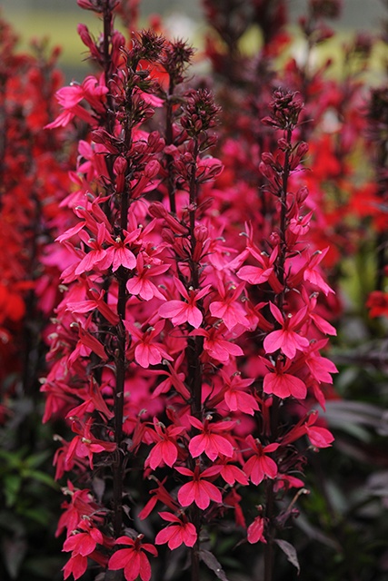 【速達付き@5680】バンプ ラブリーローズ Starship Deep Rose Lobelia, Lobelia speciosa 'Starship Deep Rose'