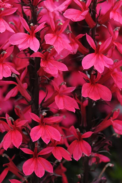 Starship Deep Rose Lobelia, Lobelia speciosa 'Starship Deep Rose'