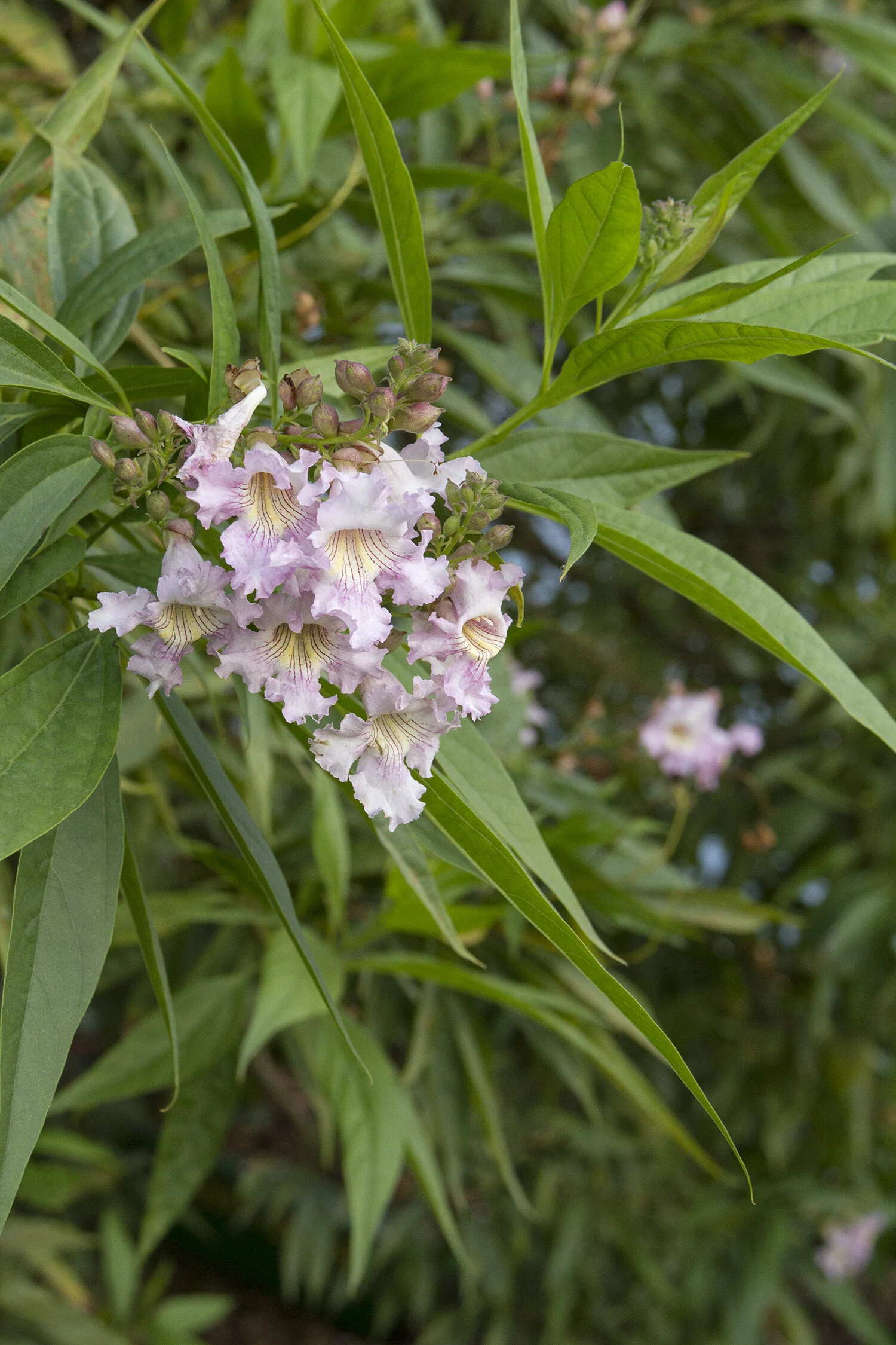 Close-up of pale lavender-pink flowers with yellow-throated centers clustered on Morning Cloud Chitalpa, surrounded by narrow green compound leaves, displaying blooms at peak flowering stage.