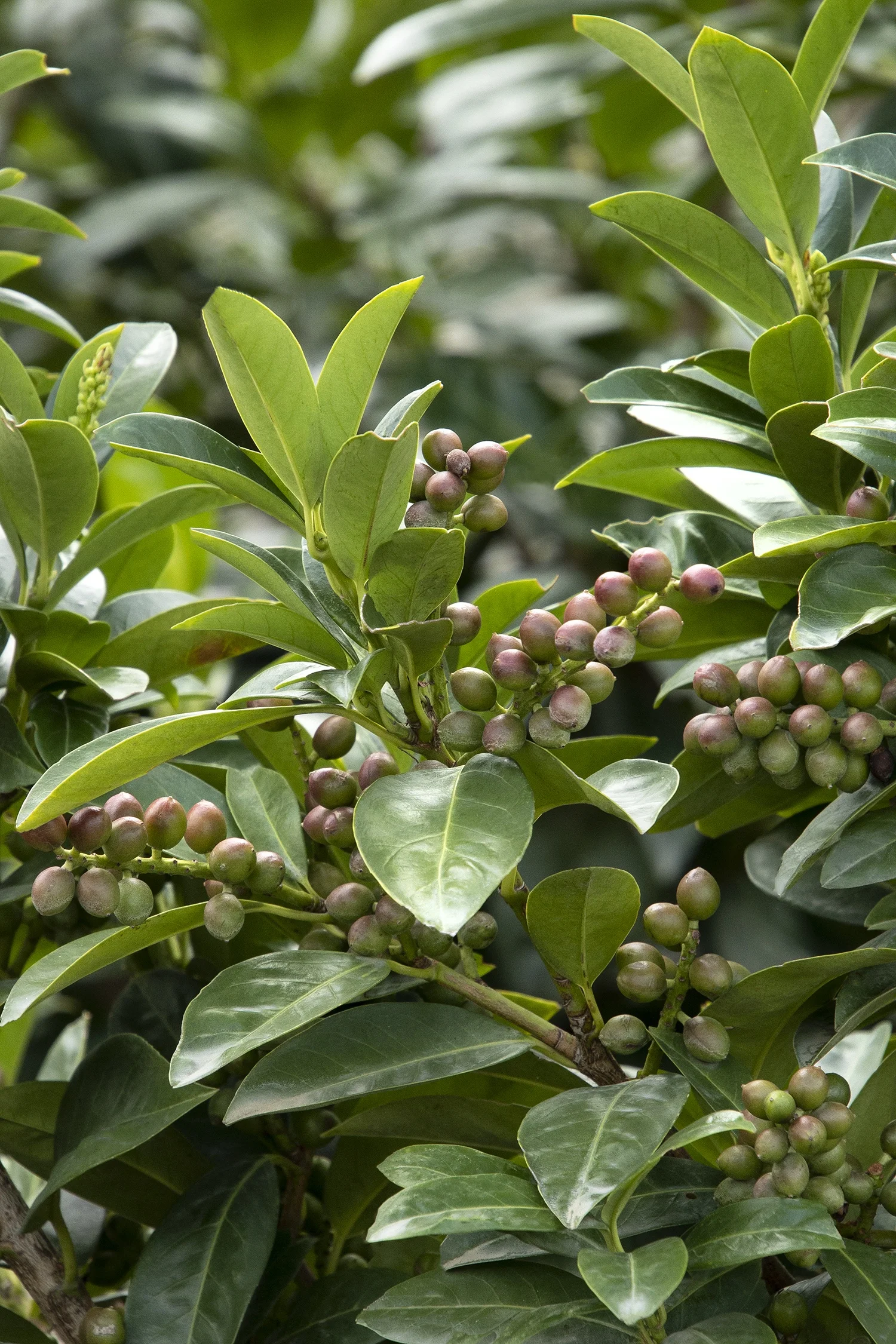 Monrovia; by Doreen Wynja