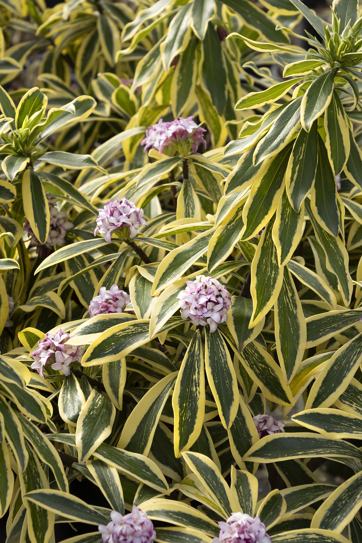 Banana Split® Daphne, Daphne odora 'Monzulzay' PP #35,217