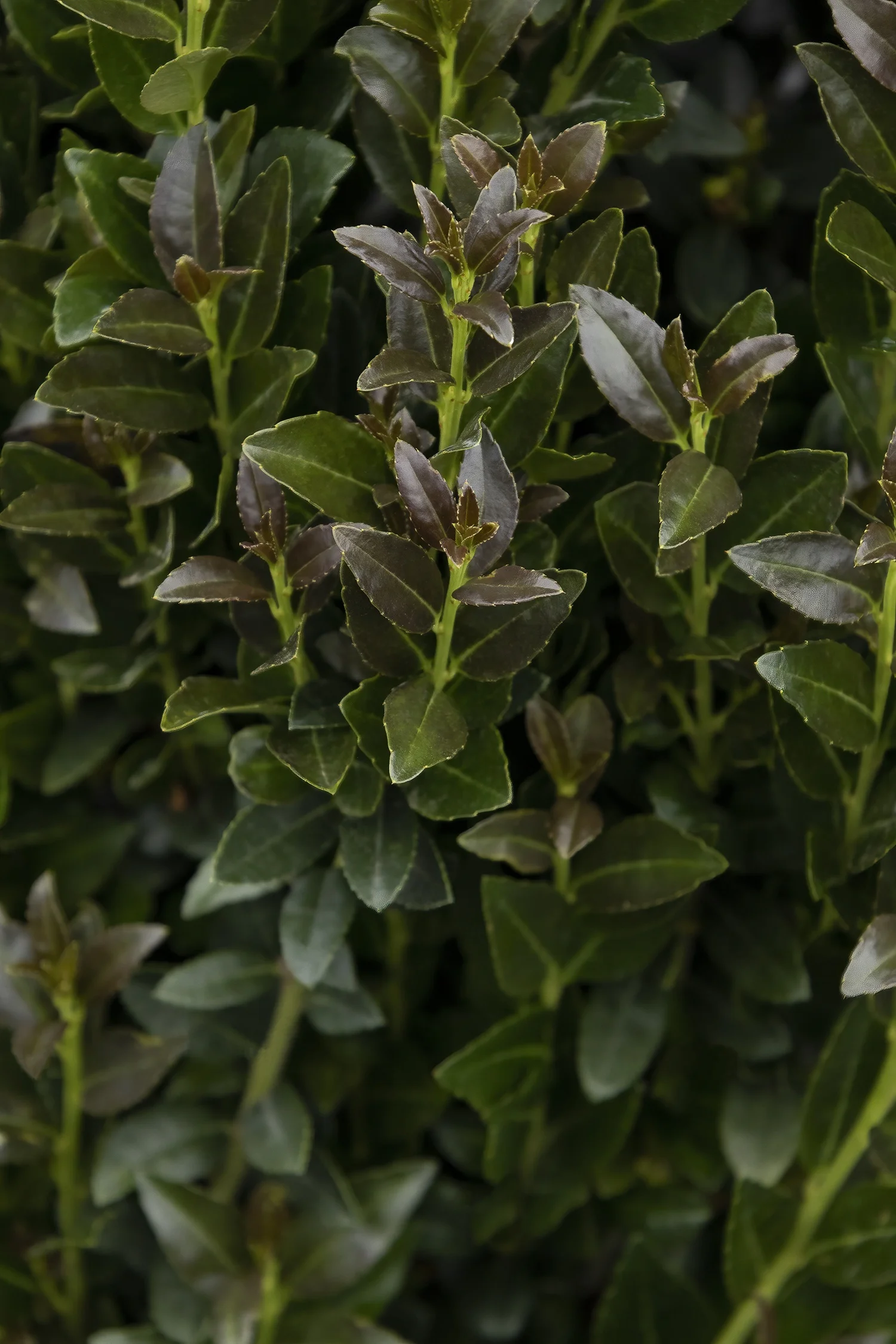 Monrovia; by Doreen Wynja