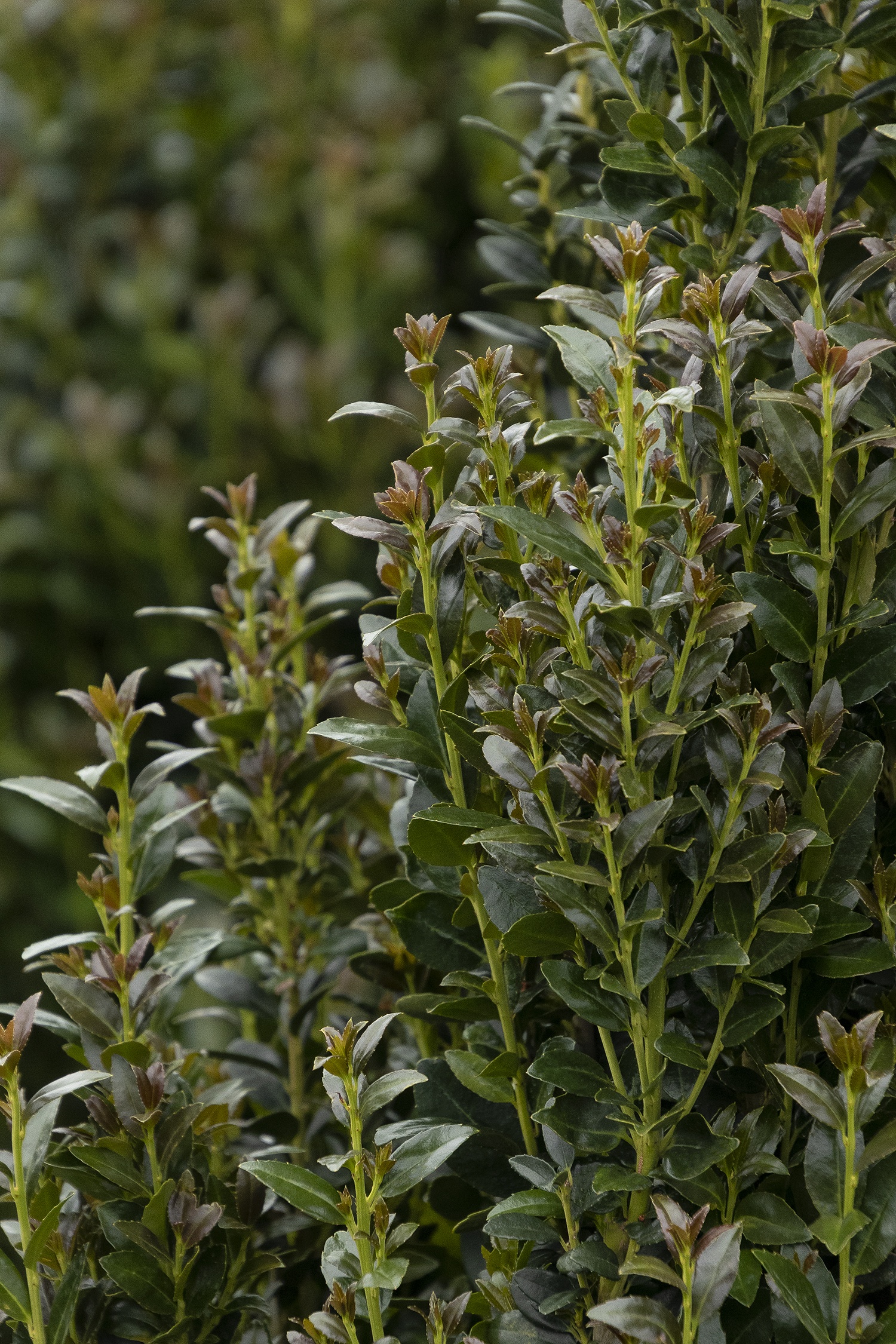 Ruby Colonnade® Holly, Ilex x crenata 'RutHol5' PPAF, Monrovia Plant