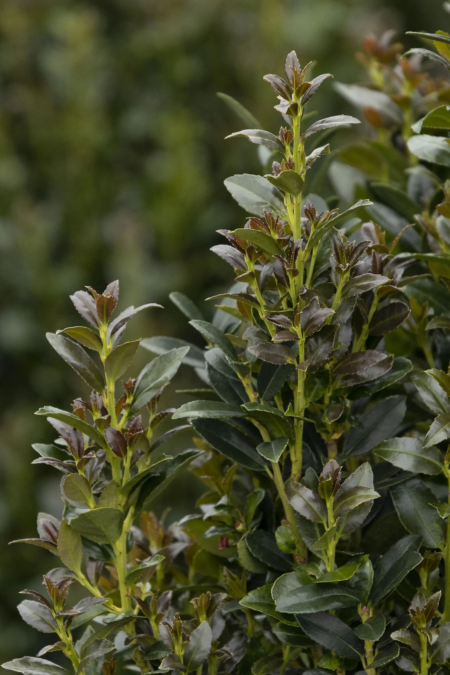 Monrovia; by Doreen Wynja