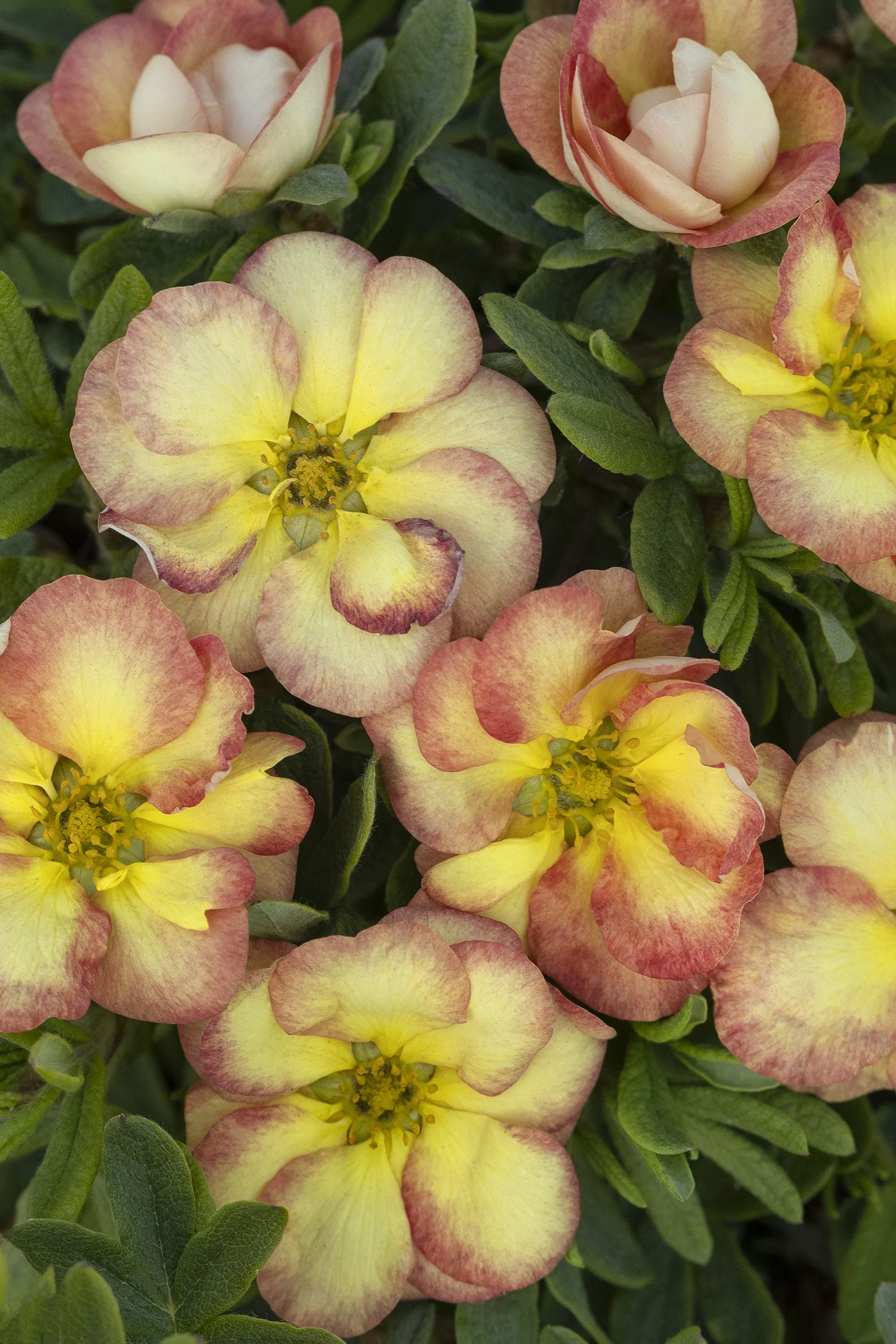 Monrovia; by Doreen Wynja