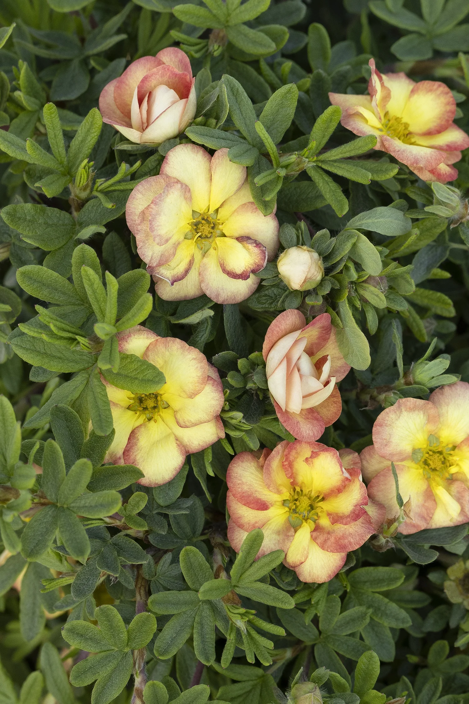 Monrovia; by Doreen Wynja