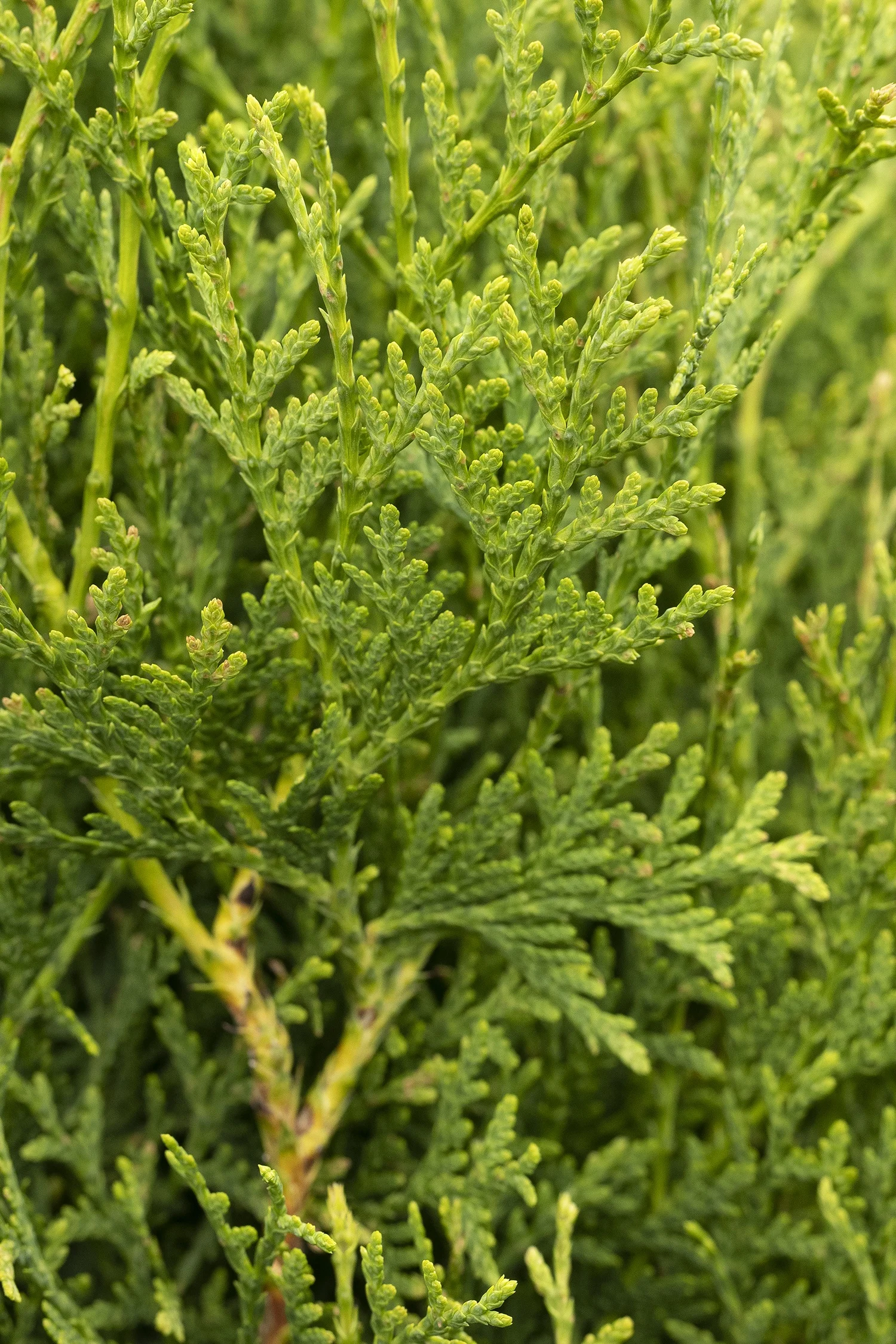 {{#169}}Monrovia, by Doreen Wynja