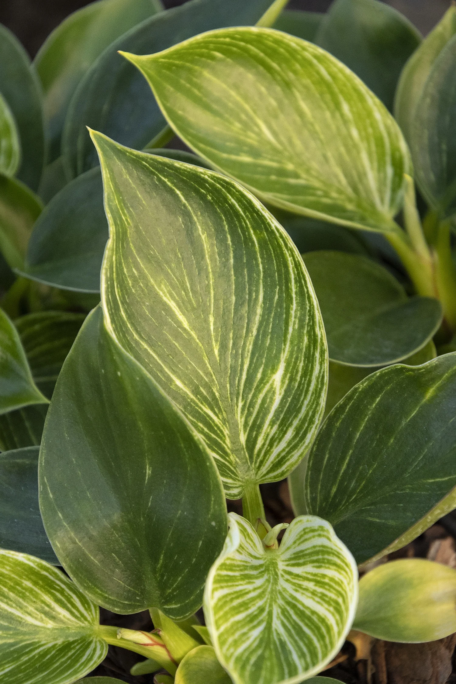 Monrovia; by Doreen Wynja