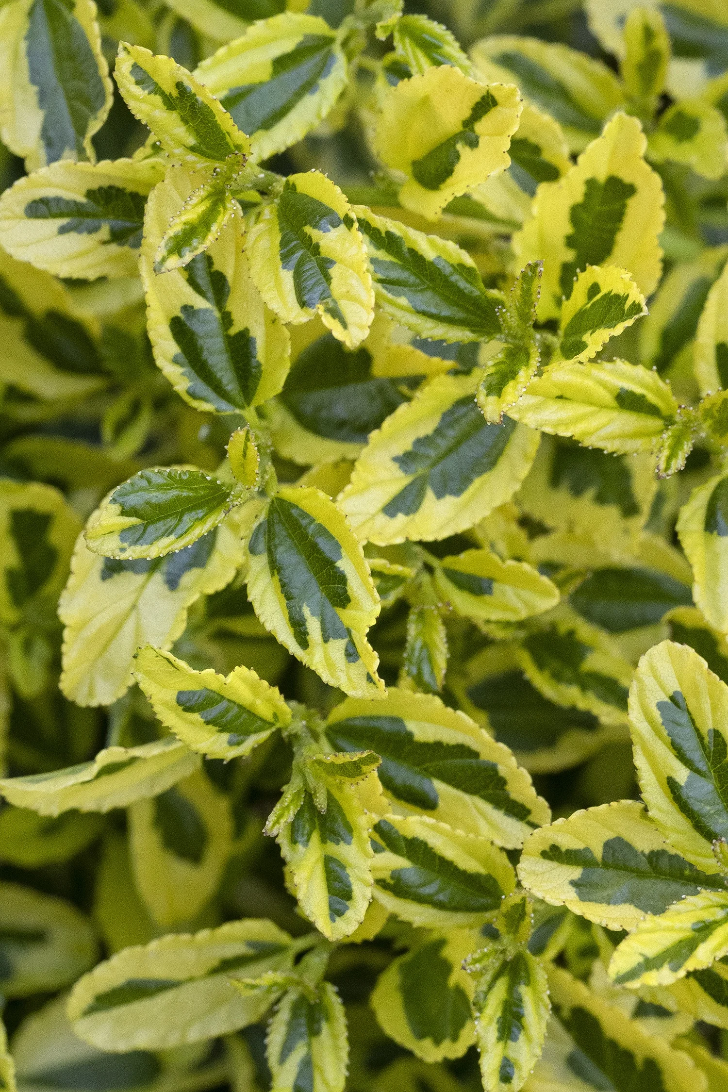 Monrovia; by Doreen Wynja