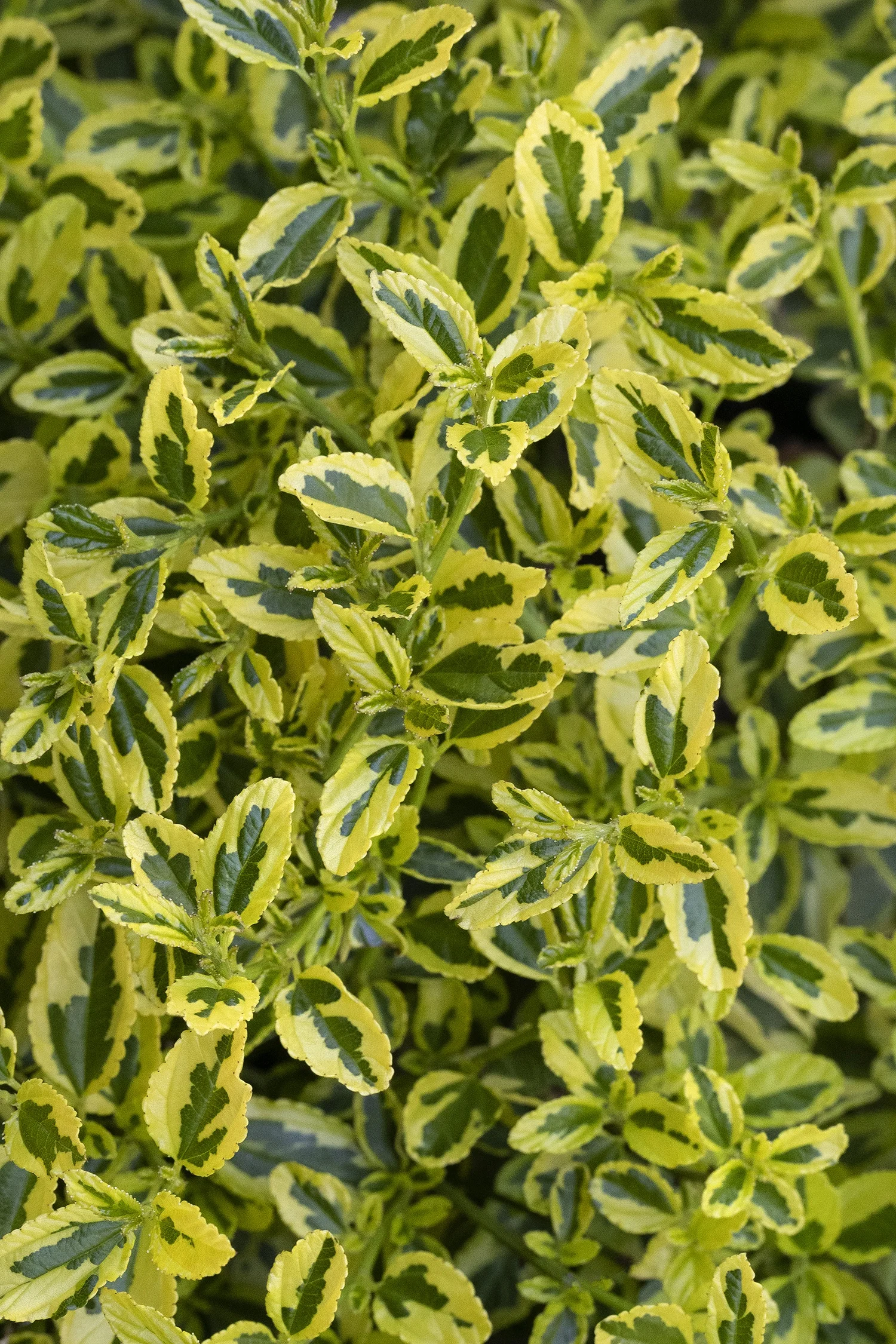 Monrovia; by Doreen Wynja