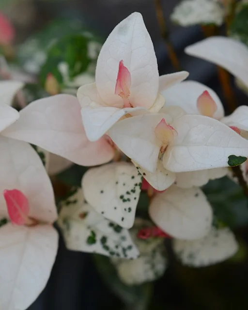 Gardeners Confidence