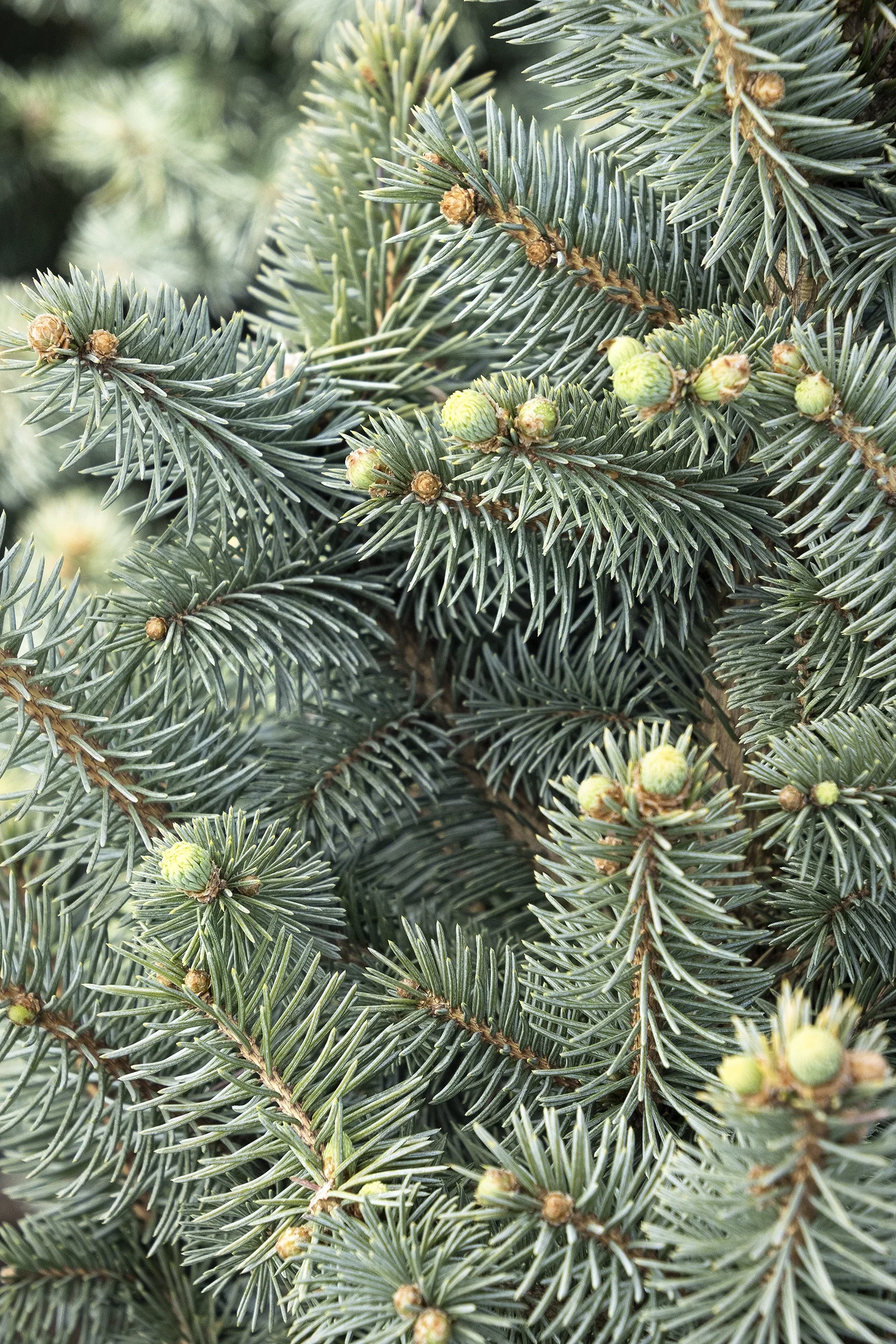 Monrovia; by Doreen Wynja