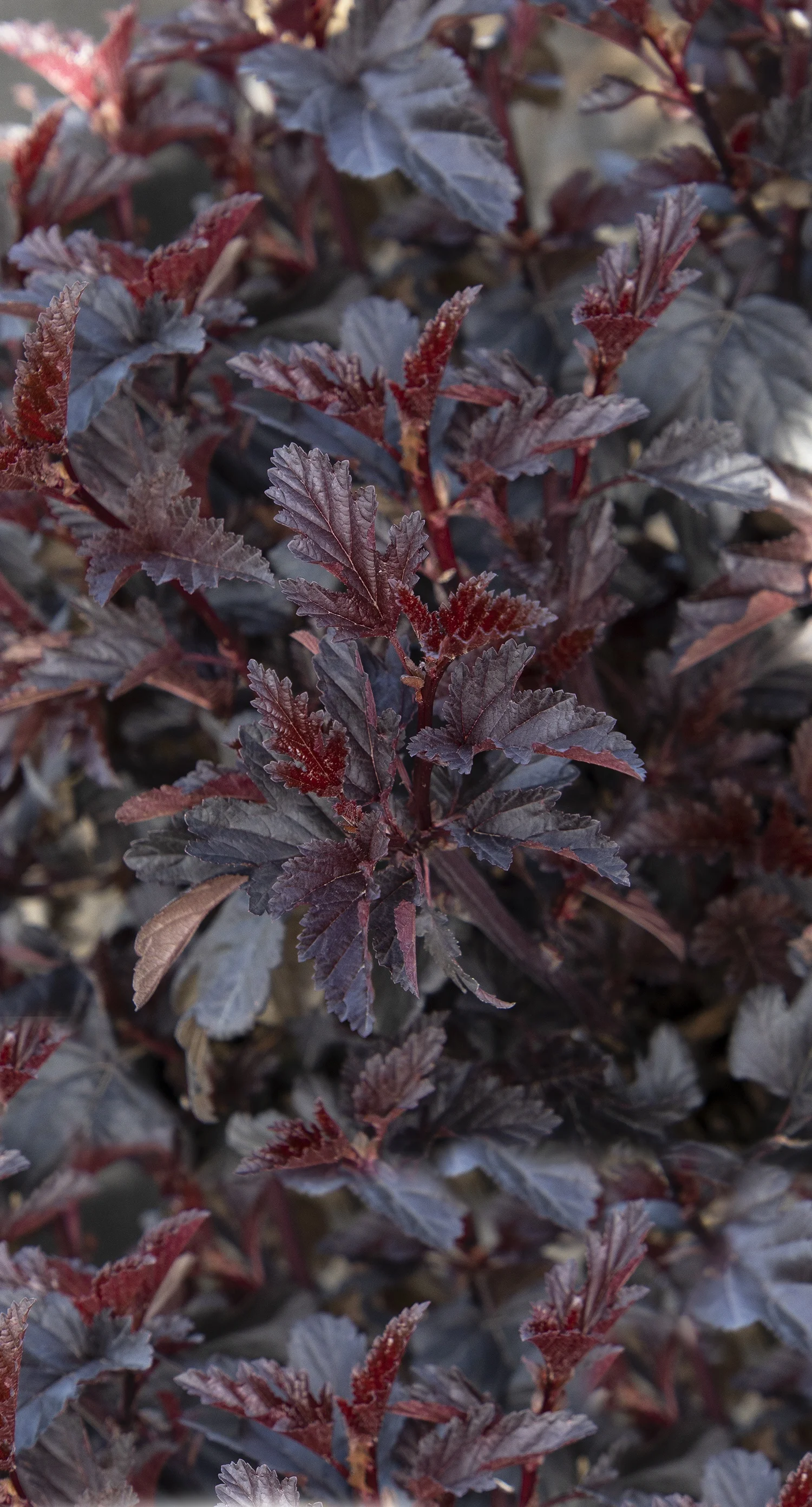 {{#169}}Monrovia, by Doreen Wynja