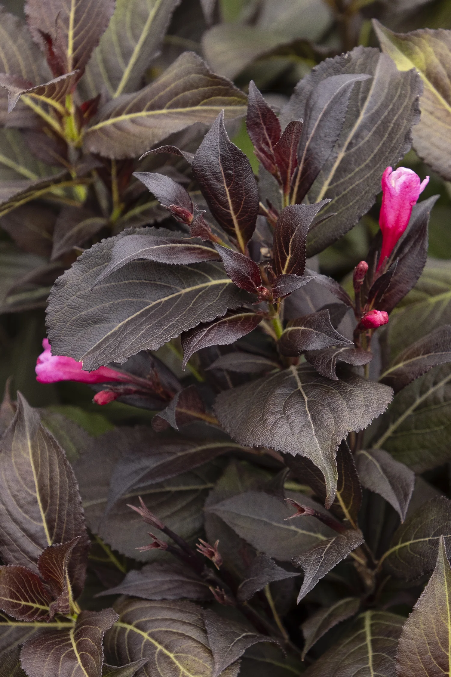 {{#169}}Monrovia, by Doreen Wynja