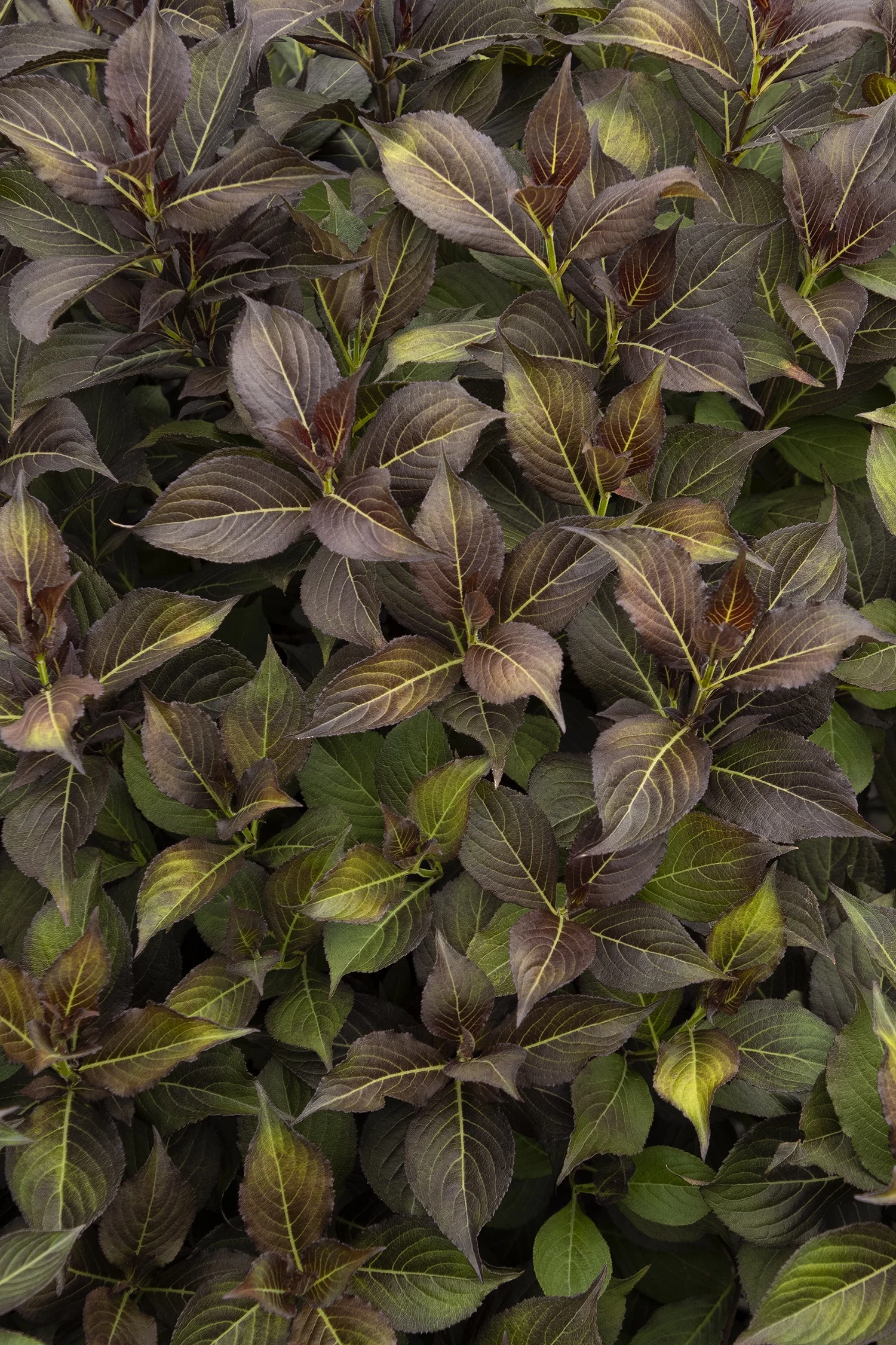 {{#169}}Monrovia, by Doreen Wynja