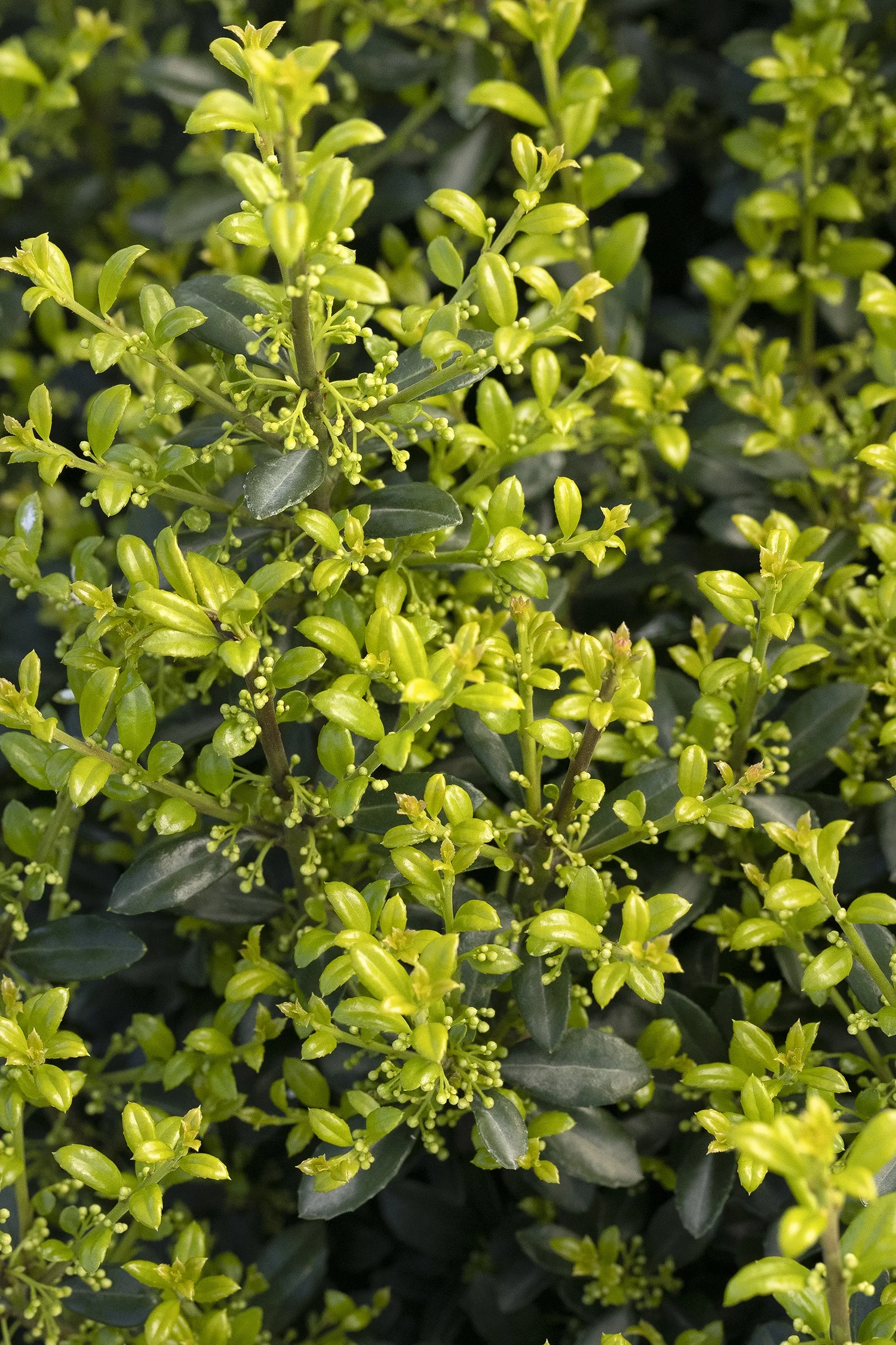 {{#169}}Monrovia, by Doreen Wynja