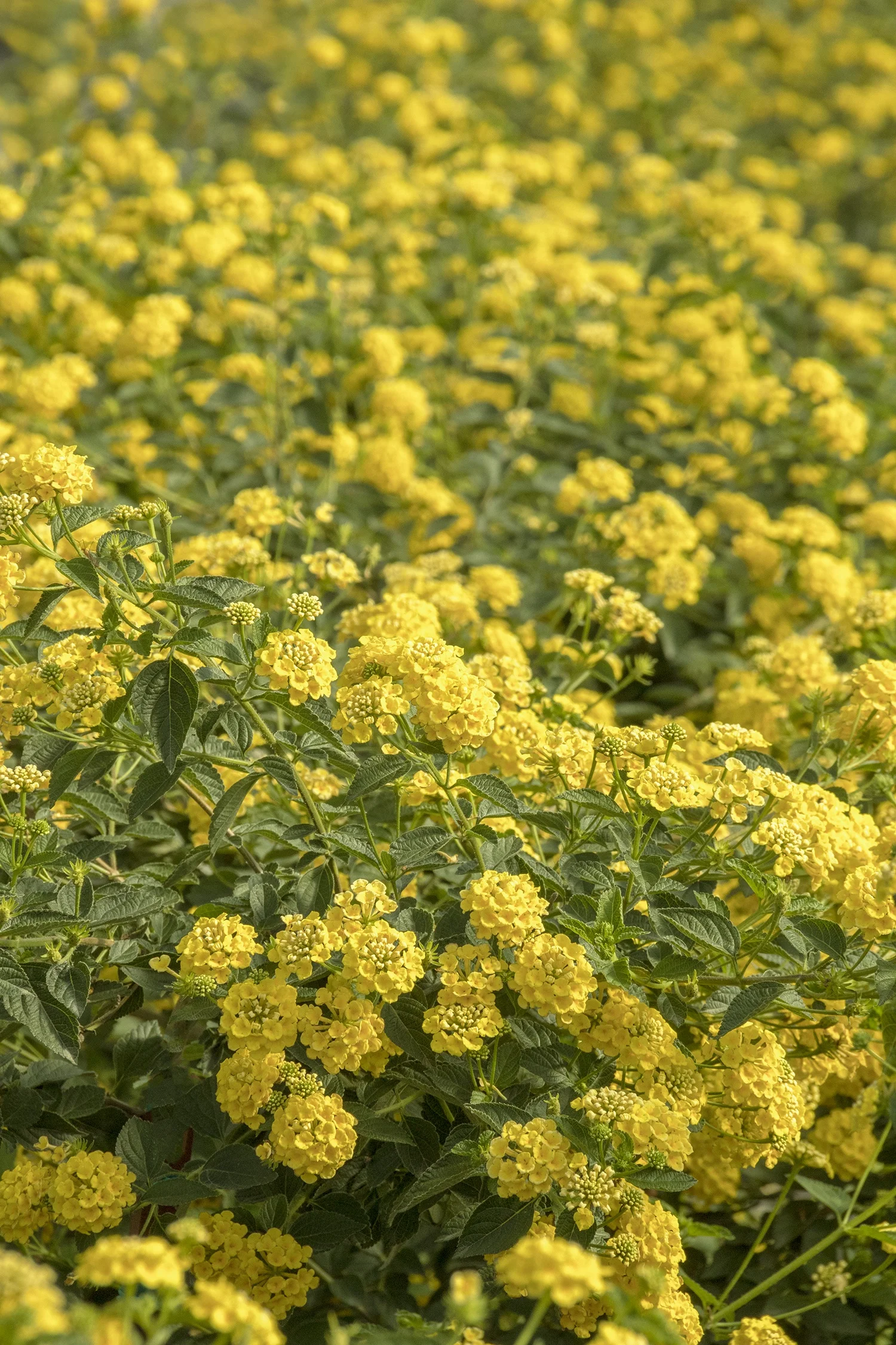 {{#169}}Doreen Wynja for Monrovia