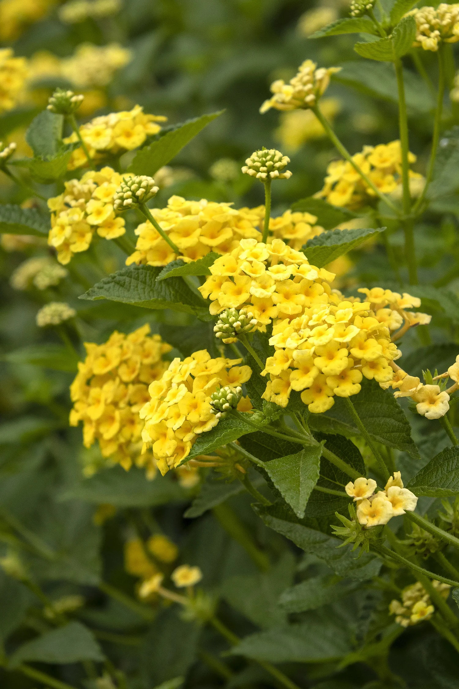 {{#169}}Monrovia, by Doreen Wynja